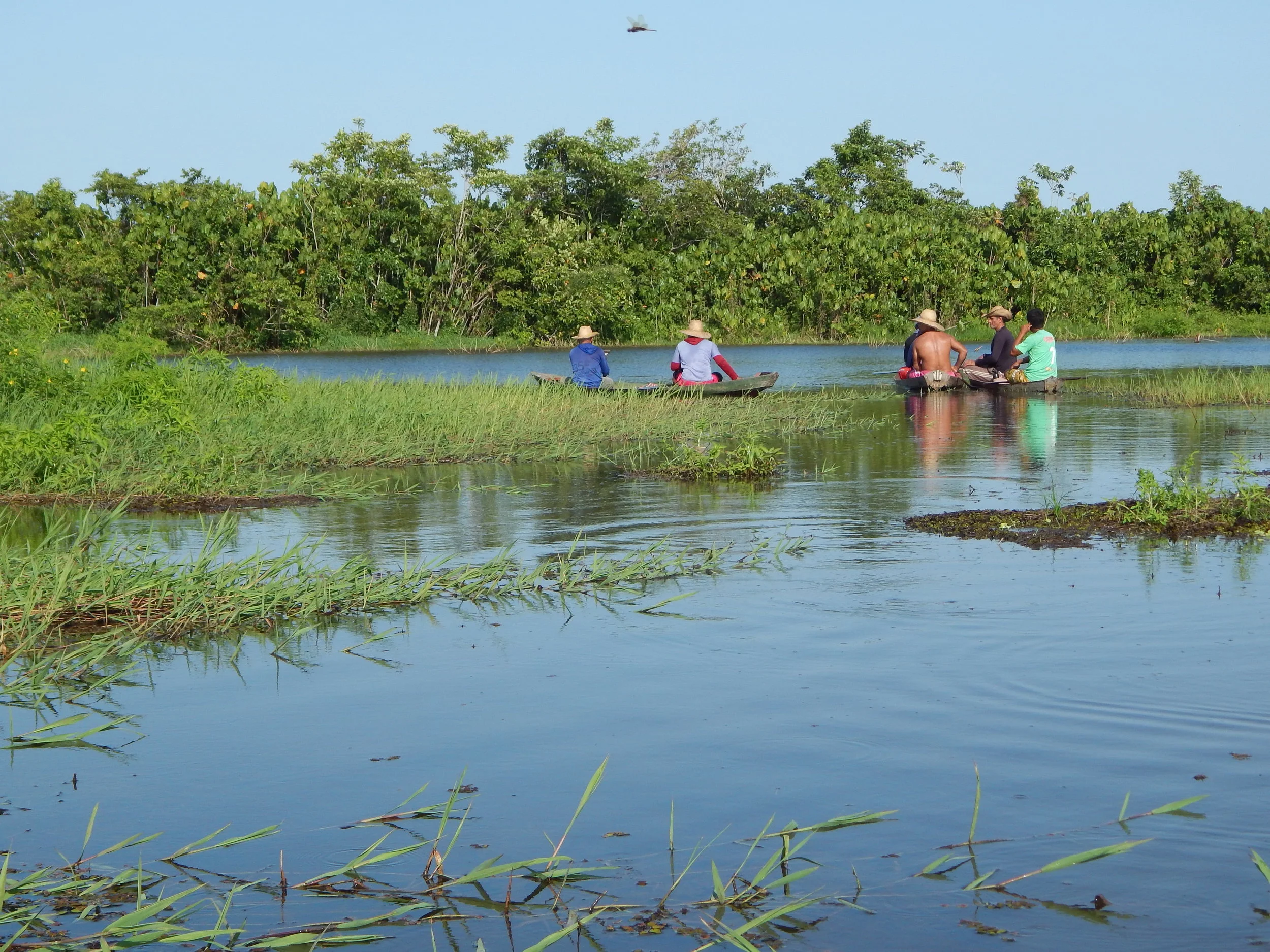Resultado da contagem do Pirarucu anima fiscais voluntários