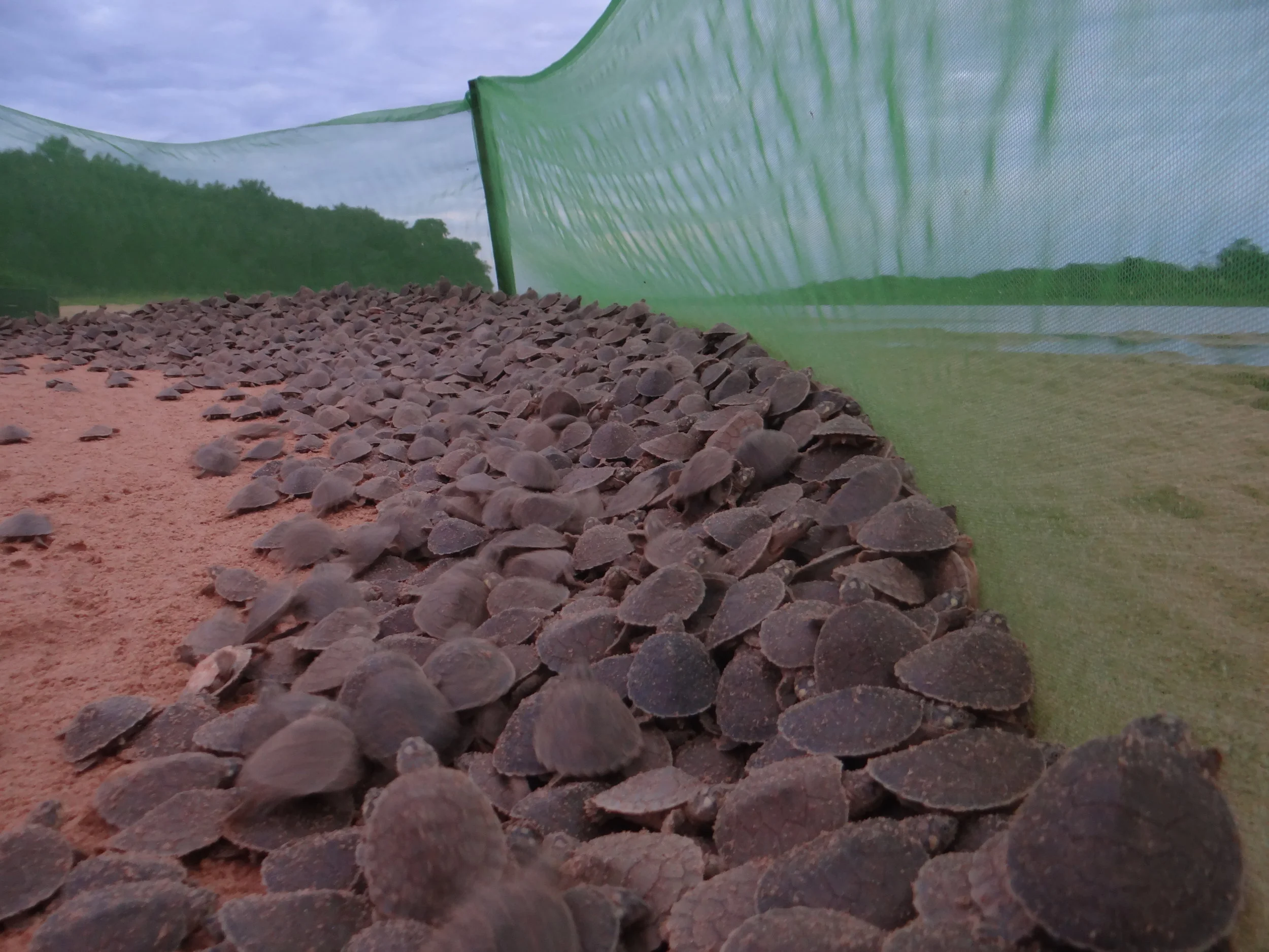 Em Aveiro soltura contabiliza mais de um milhão de Quelônios