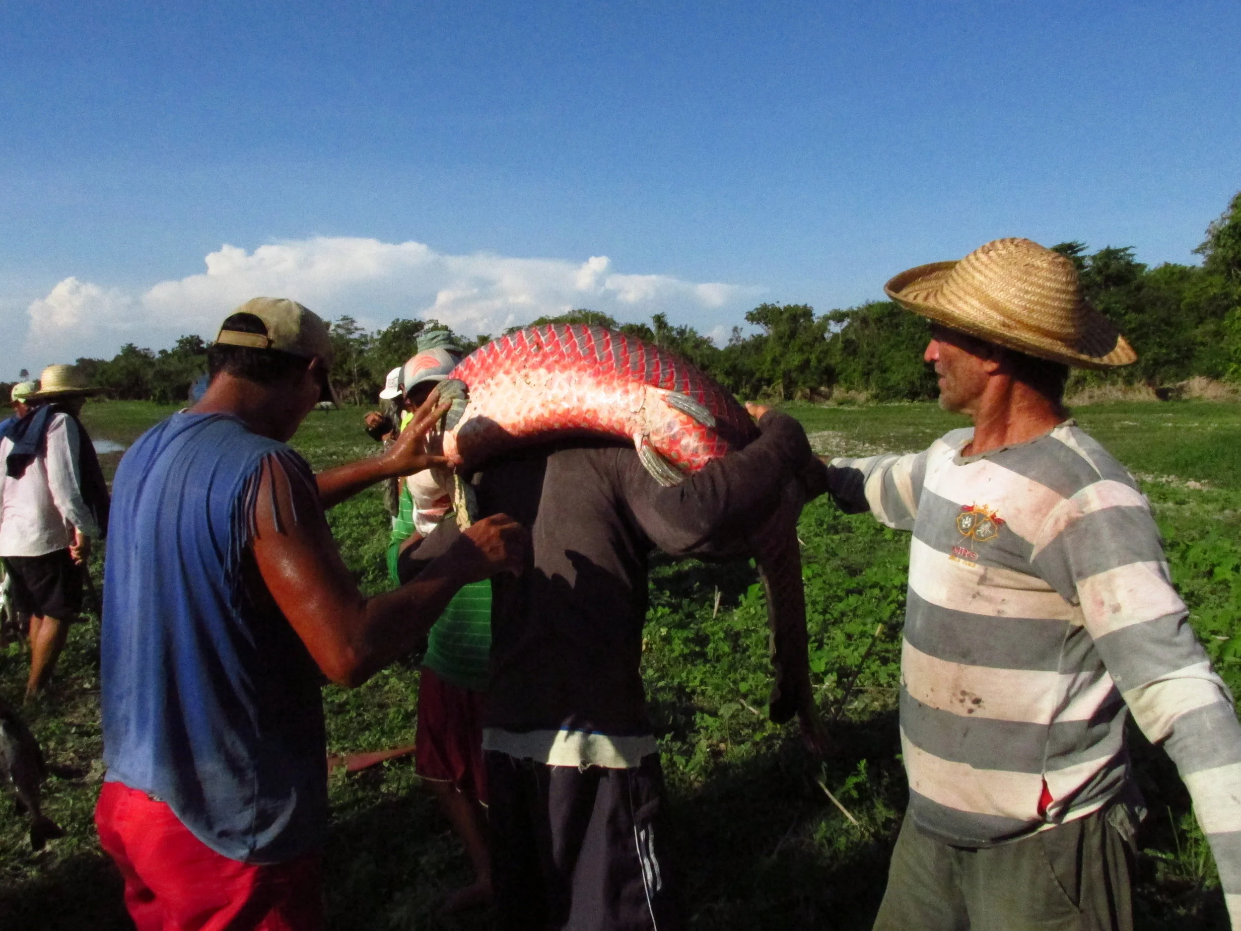 Pirarucu ‘verde’ é aposta de pescadores para melhorar a rentabilidade do manejo na várzea