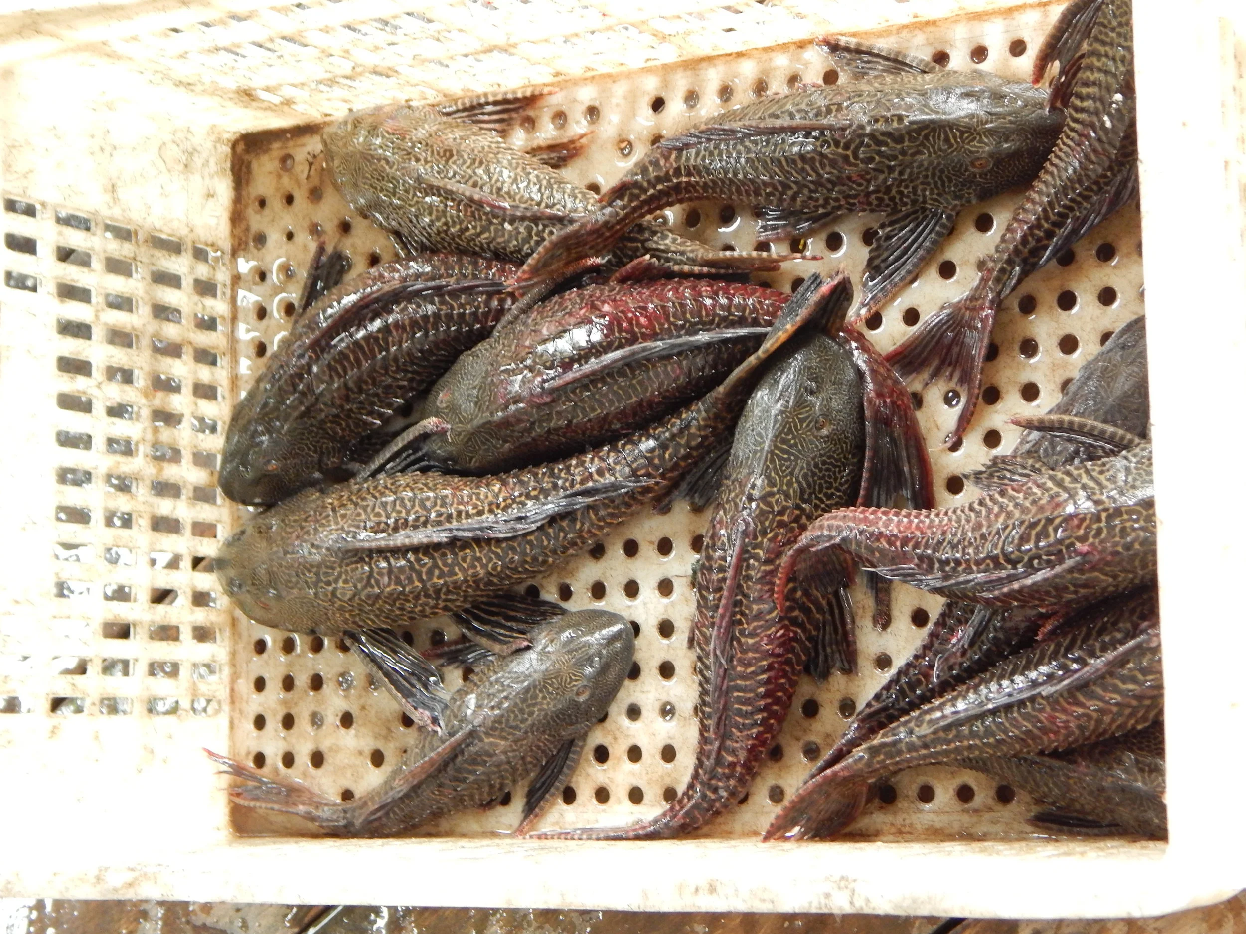"Dificuldade de peixe" diz pescador sobre pressão pesqueira em Ituqui