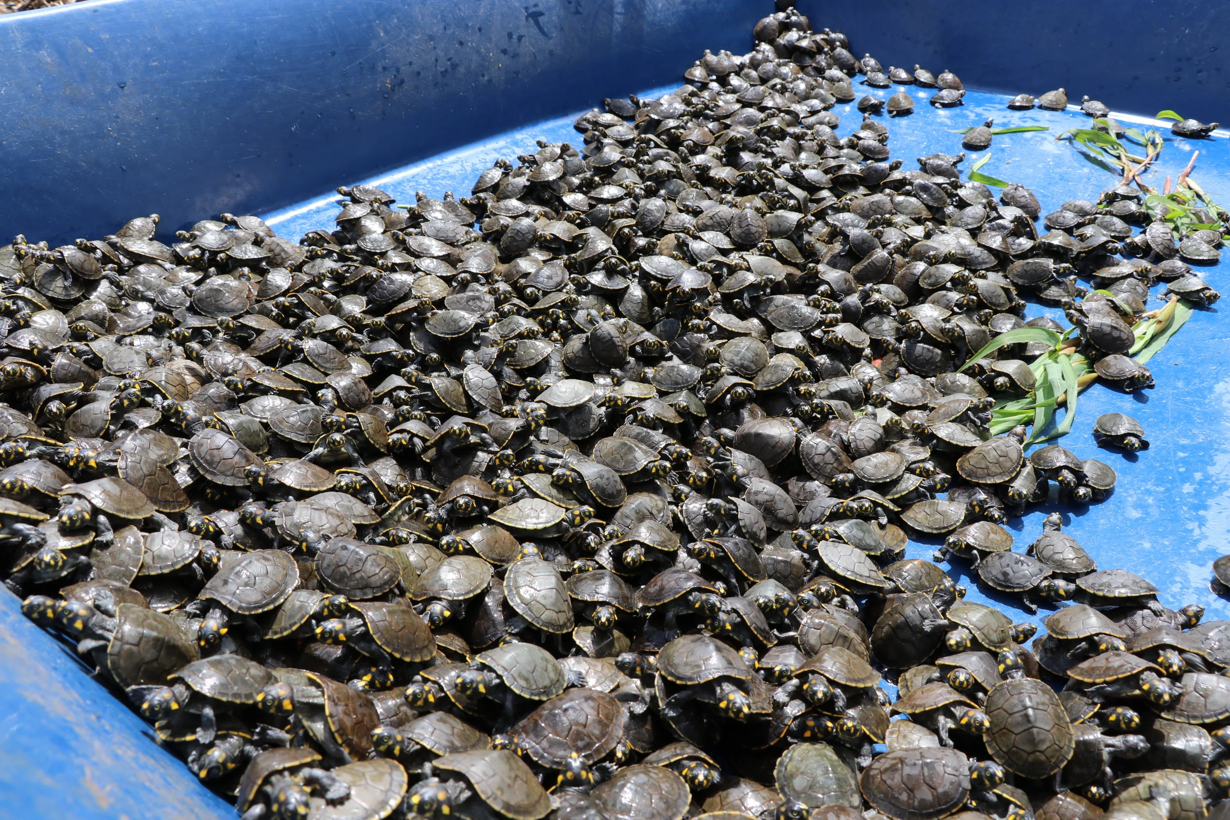 Manejo de Quelônios: começa desova e comunitários intensificam fiscalizações