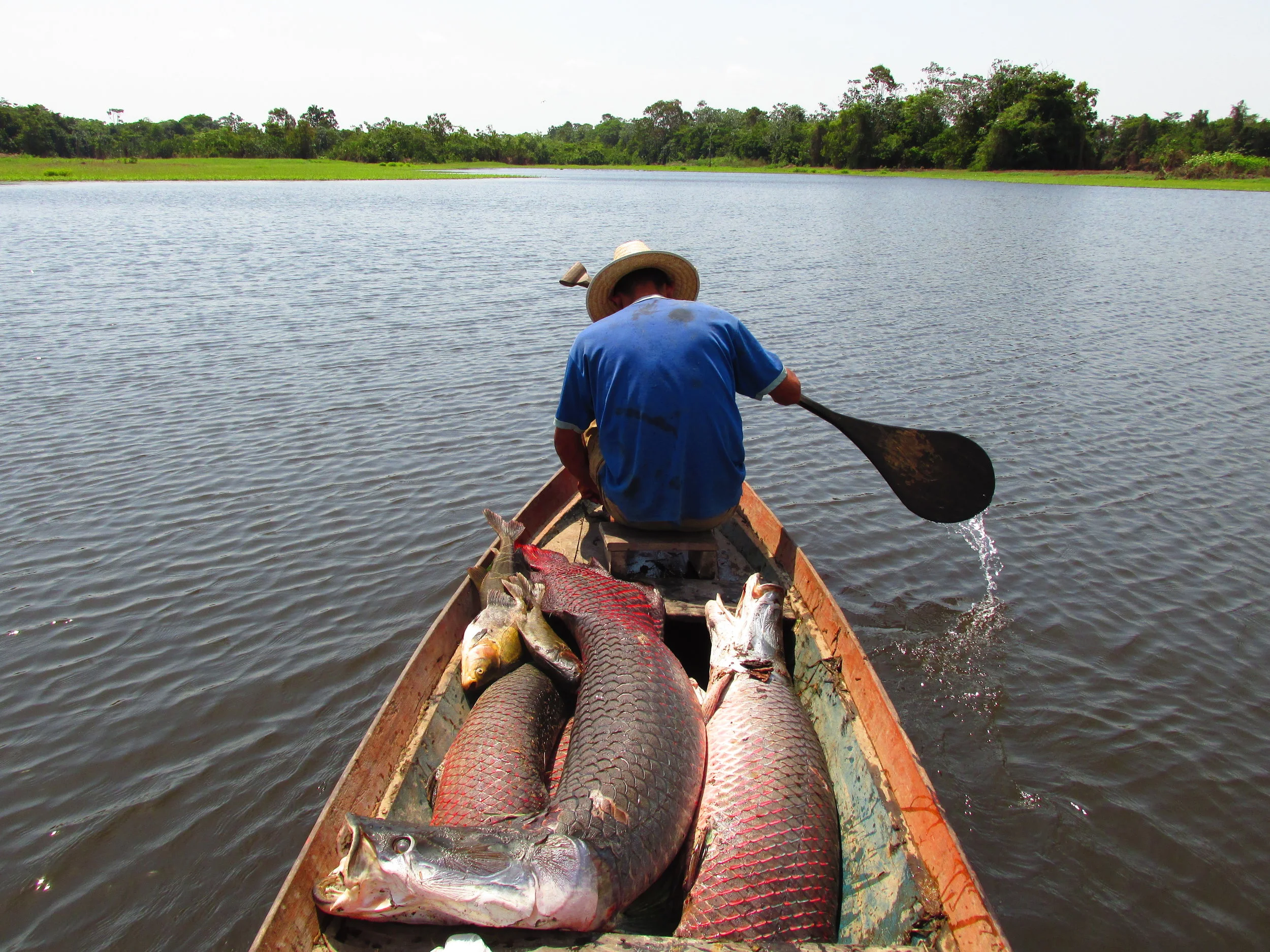 Superintendência do Sebrae assina termo de cooperação para capacitação e comercialização do Pirarucu de manejo