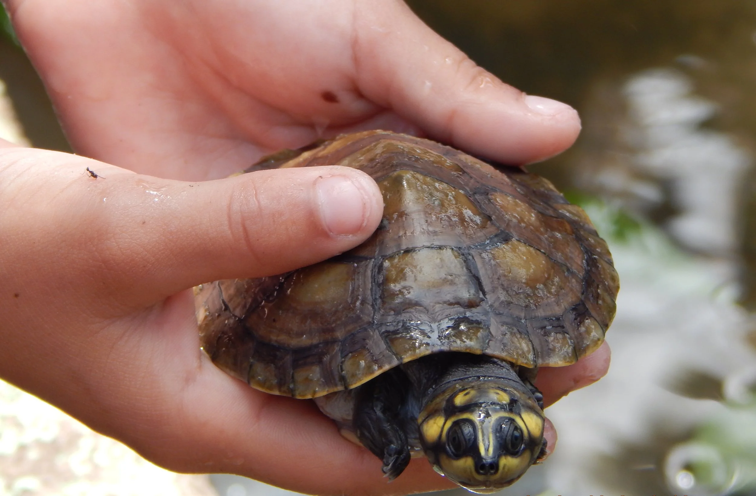 Reprodução de quelônios será maior em 2019 na comunidade Correio do Tapará 