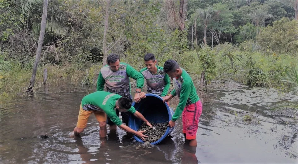 Projeto Quelônio nas Águas promove soltura de mil  tracajás em Correio do Tapará, várzea de Santarém