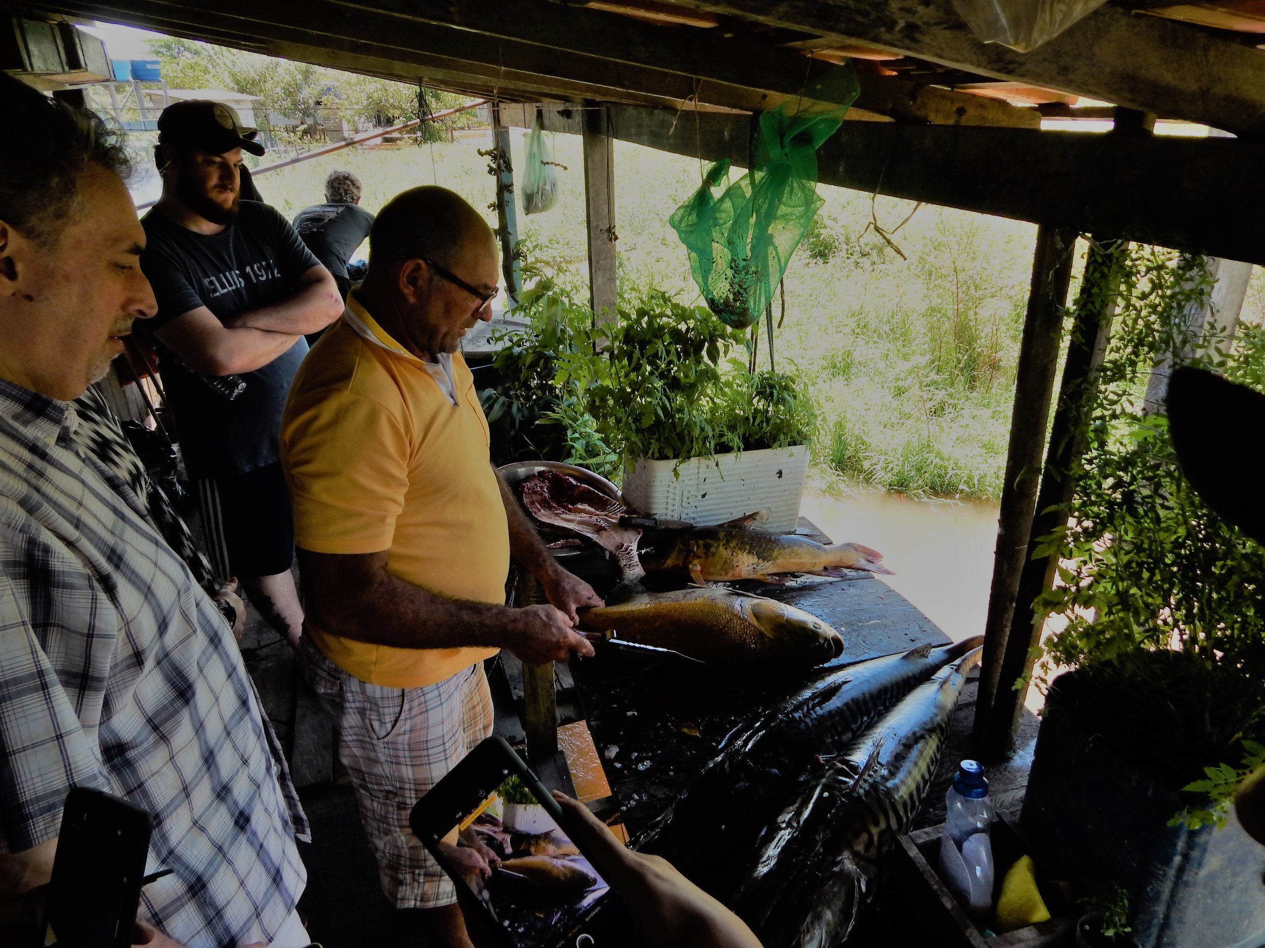 Chefs do 'Cozinha Tapajós' conhecem manejo do pirarucu na várzea em Santarém
