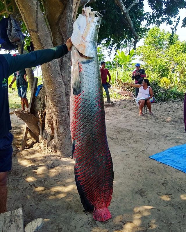 Pesca coletiva de pirarucu de manejo na comunidade Ilha do Carmo - Alenquer 🐟
&bull;
Come&ccedil;ou nesta quarta (06) a pesca do maior peixe de &aacute;gua doce do mundo na terra Ximanga! H&aacute; tr&ecirc;s anos a regi&atilde;o se absteve da pesca