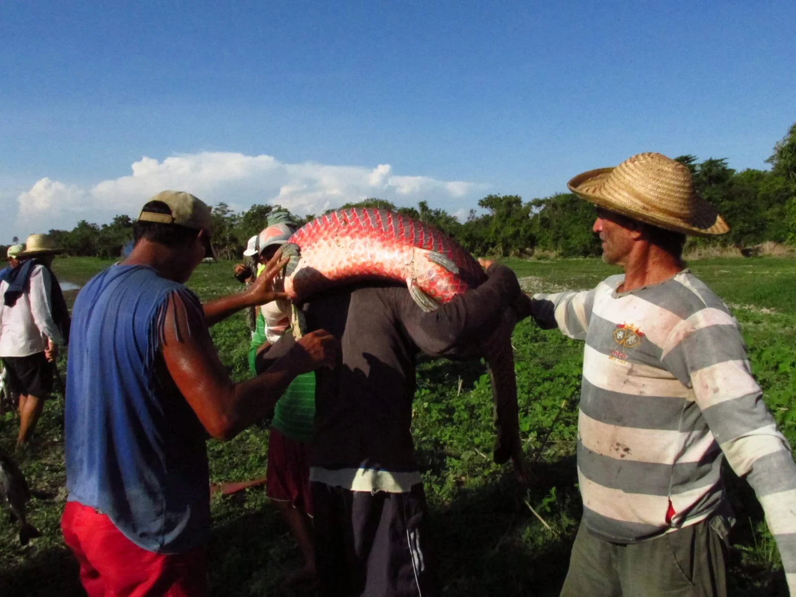 Curso de filetagem do pirarucu ensinará técnicas à pescadores do Tapará