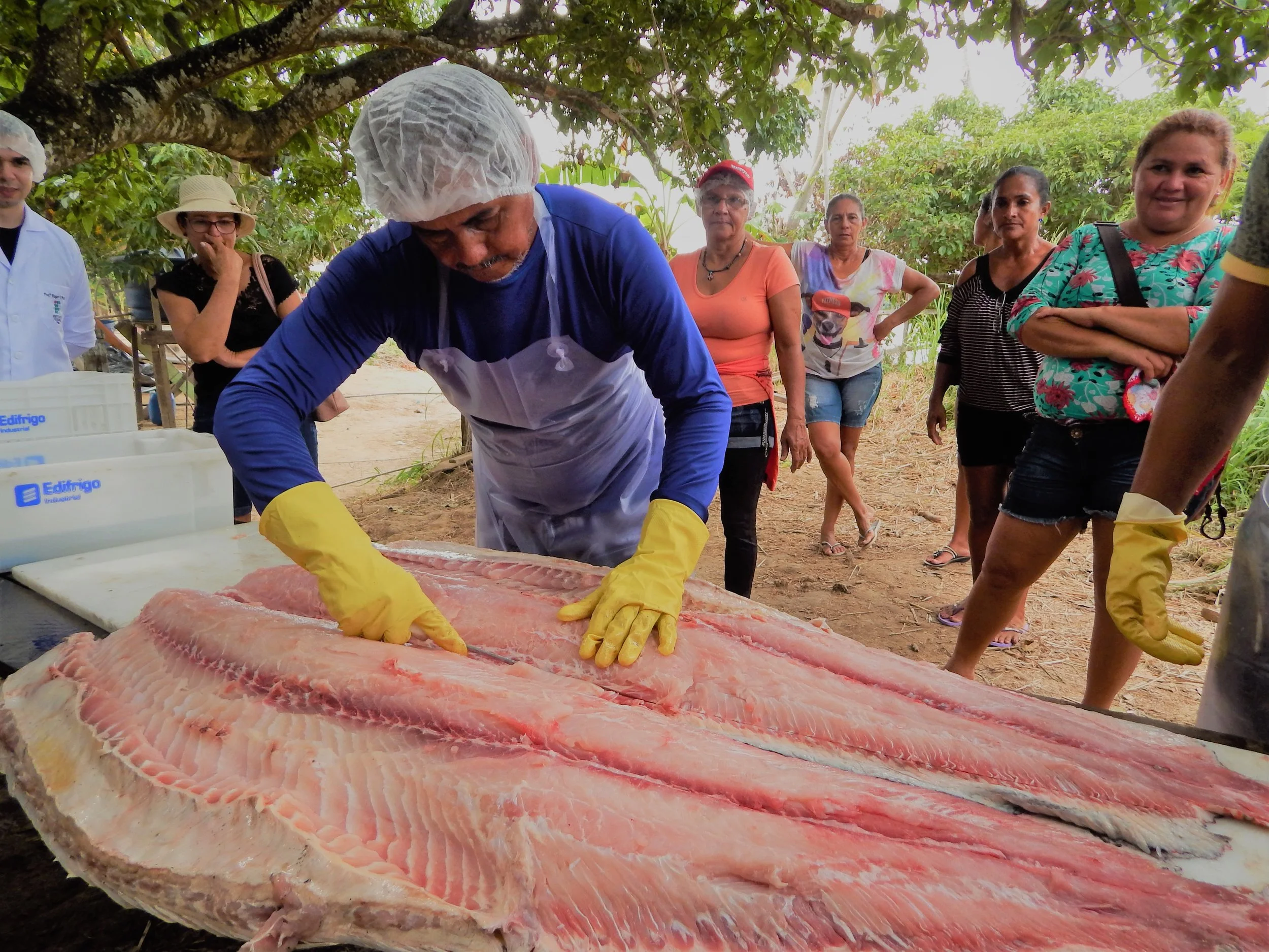 Capacitação para beneficiamento do pirarucu é realizada na várzea no Oeste do Estado