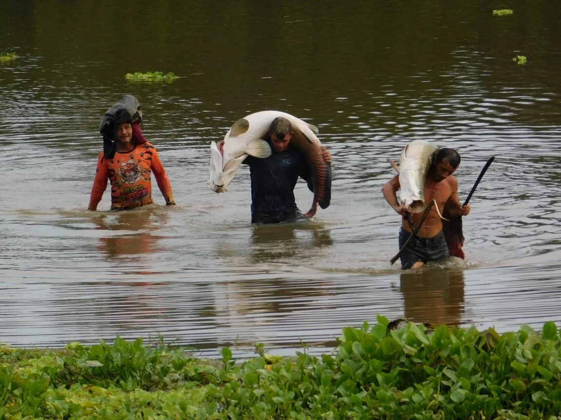 Contagens indicam mais de 5.500 pirarucus na várzea do Baixo Amazonas em 2019
