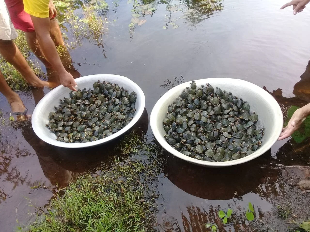 Soltura de quelônios é realizada em Correio do Tapará