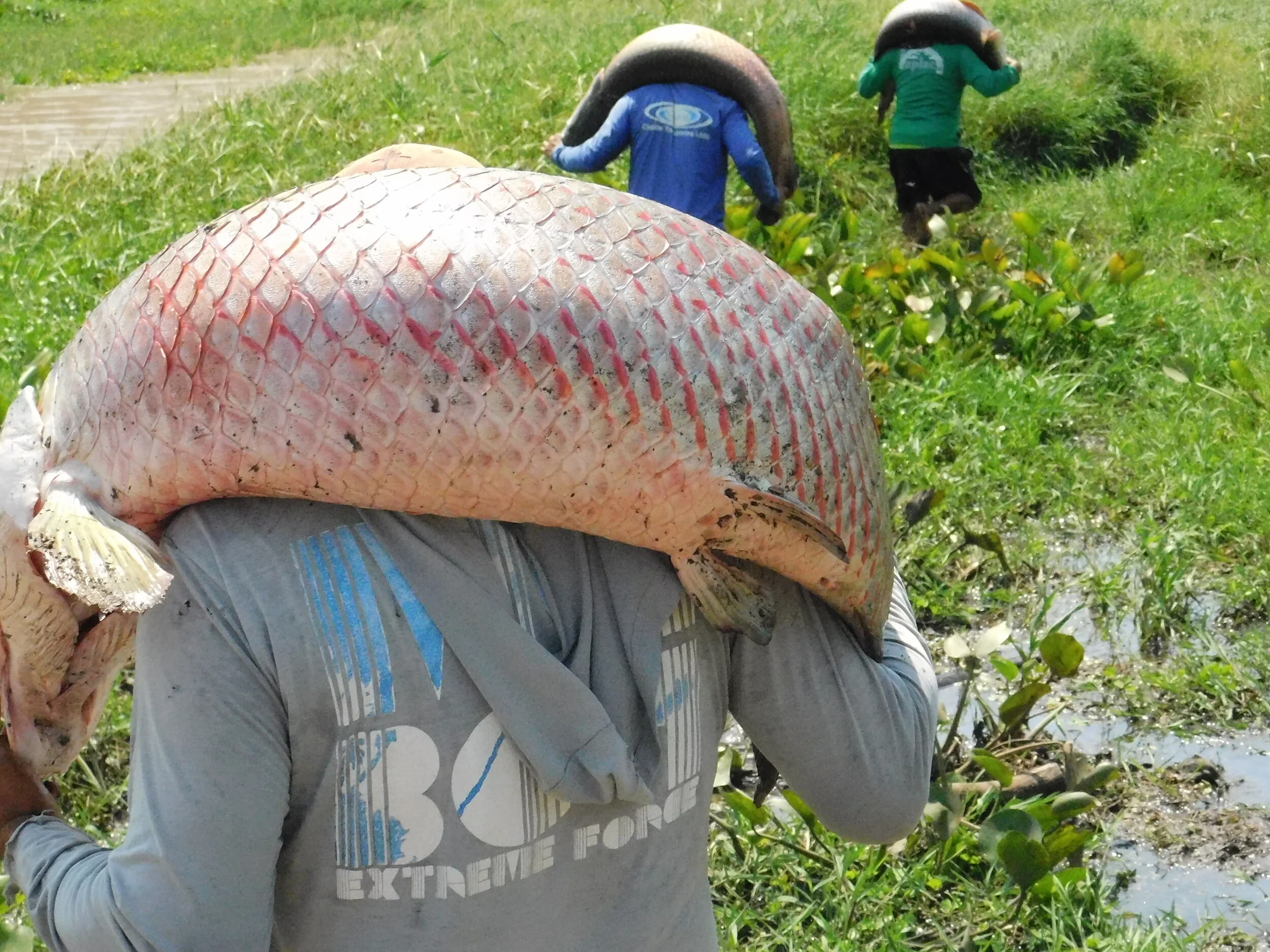 Pirarucu entra no período do defeso na Bacia do Rio Amazonas