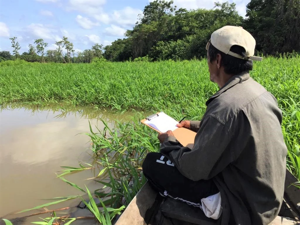Contagem em Costa do Tapará aponta aumento no número de pirarucus
