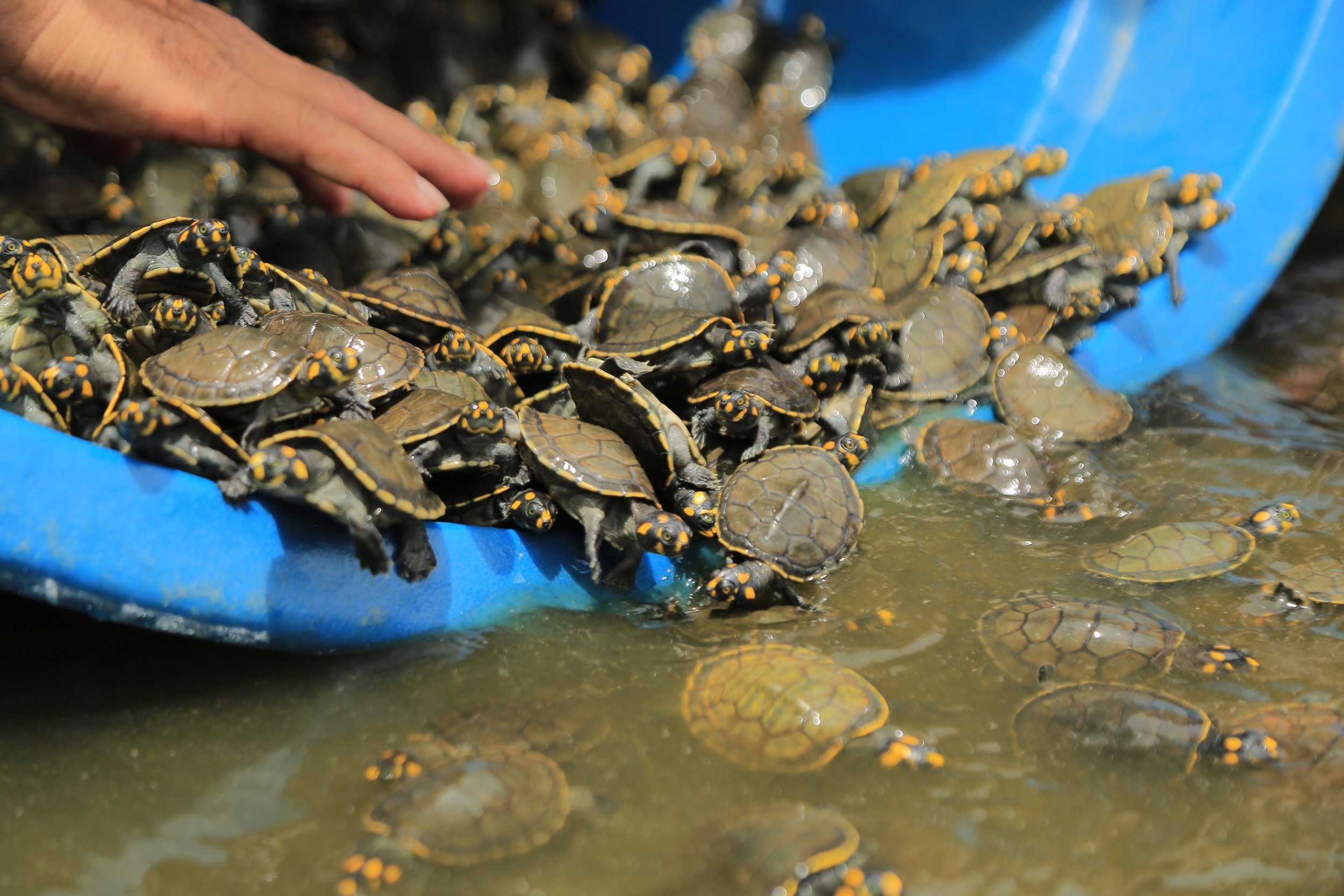 Ribeirinhos promovem soltura de 1,1 mil filhotes de tracajás em Correio do Tapará