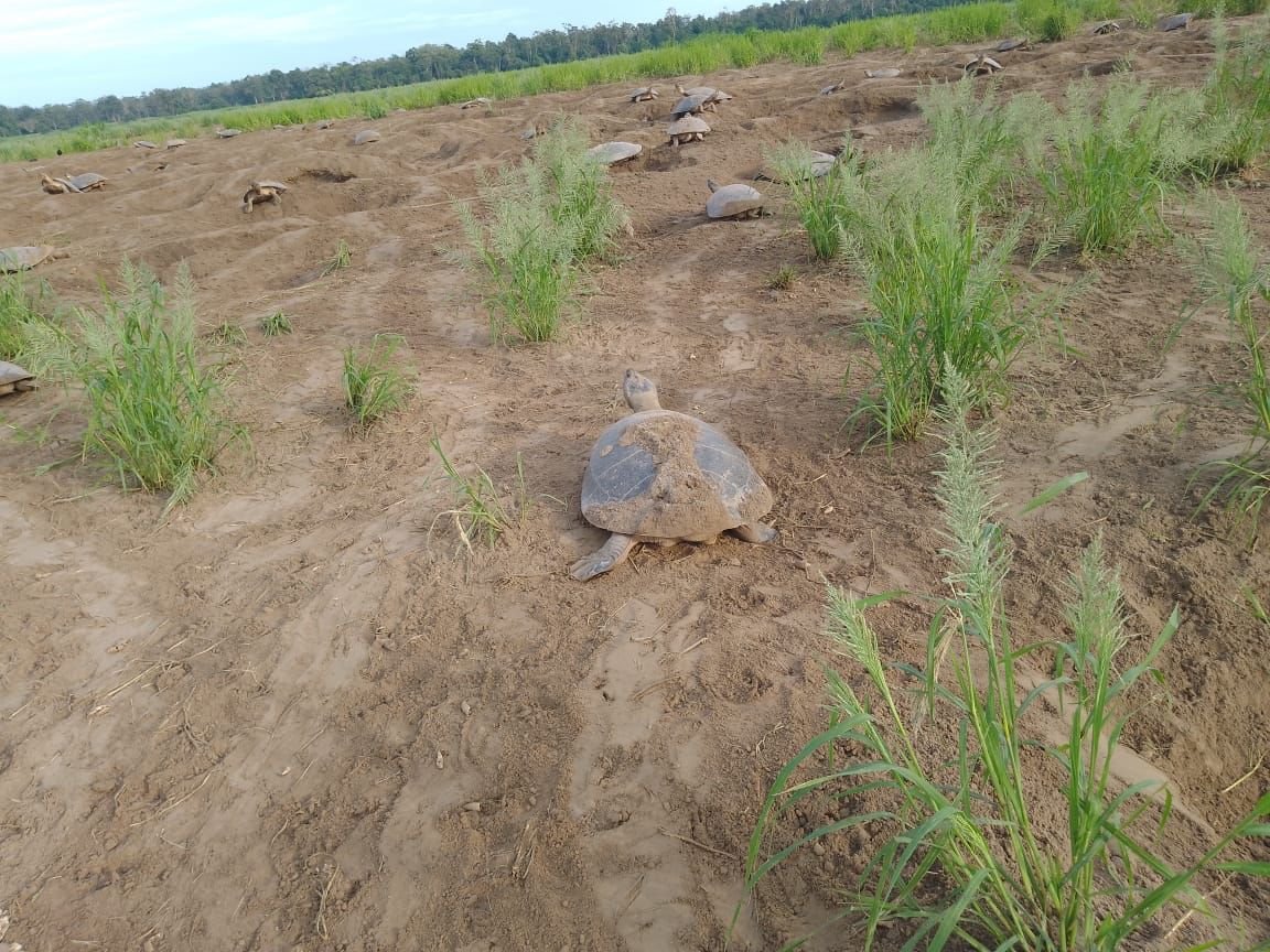 Monitoramento reprodutivo de quelônios registra mais de 26,5 mil filhotes de tartarugas-da-Amazônia na Ilha do Meio em Curuá, PA