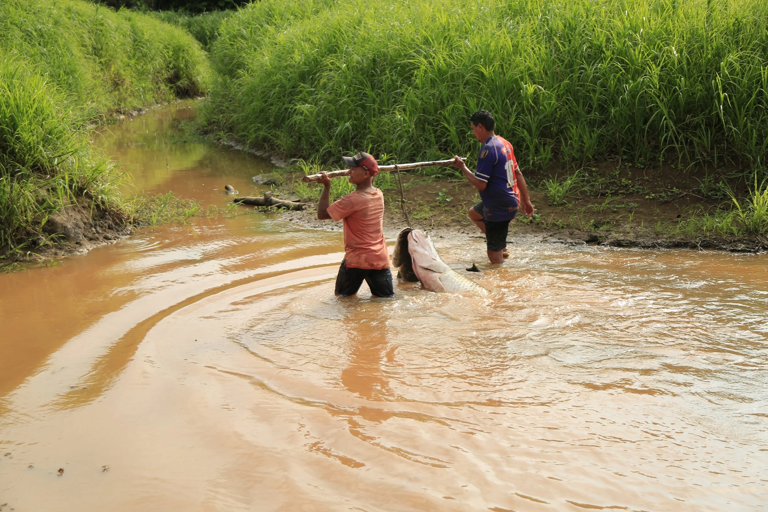 Com fim do período do defeso do pirarucu, manejadores iniciam pesca 