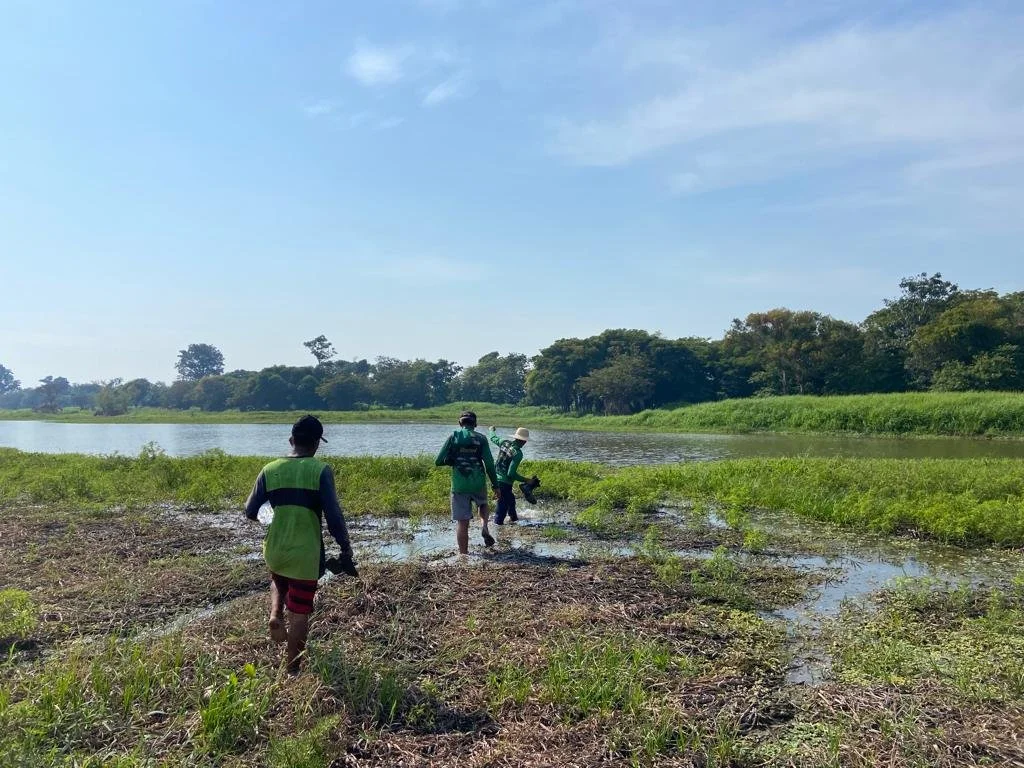 Comunidades de Alenquer concluem contagem anual de pirarucus em oito lagos manejados