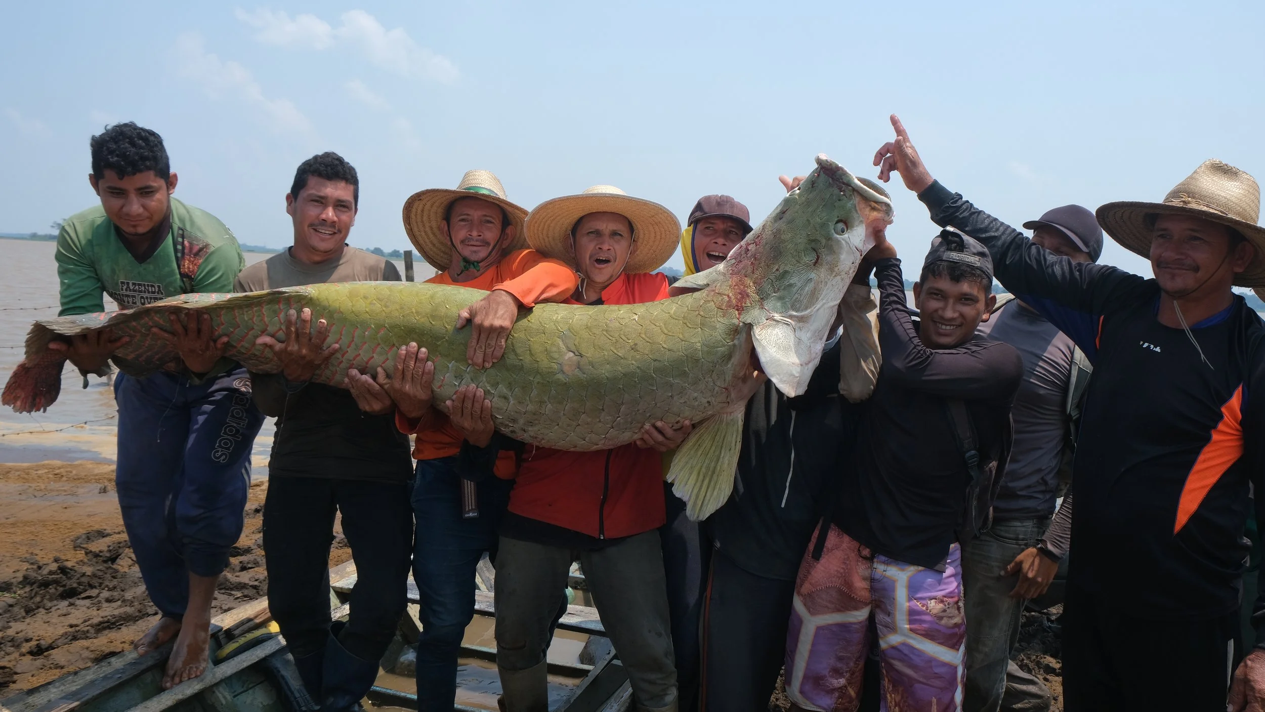 Gigante, pirarucu de 2,5m impressiona durante pesca coletiva para abastecer Feira do Pirarucu
