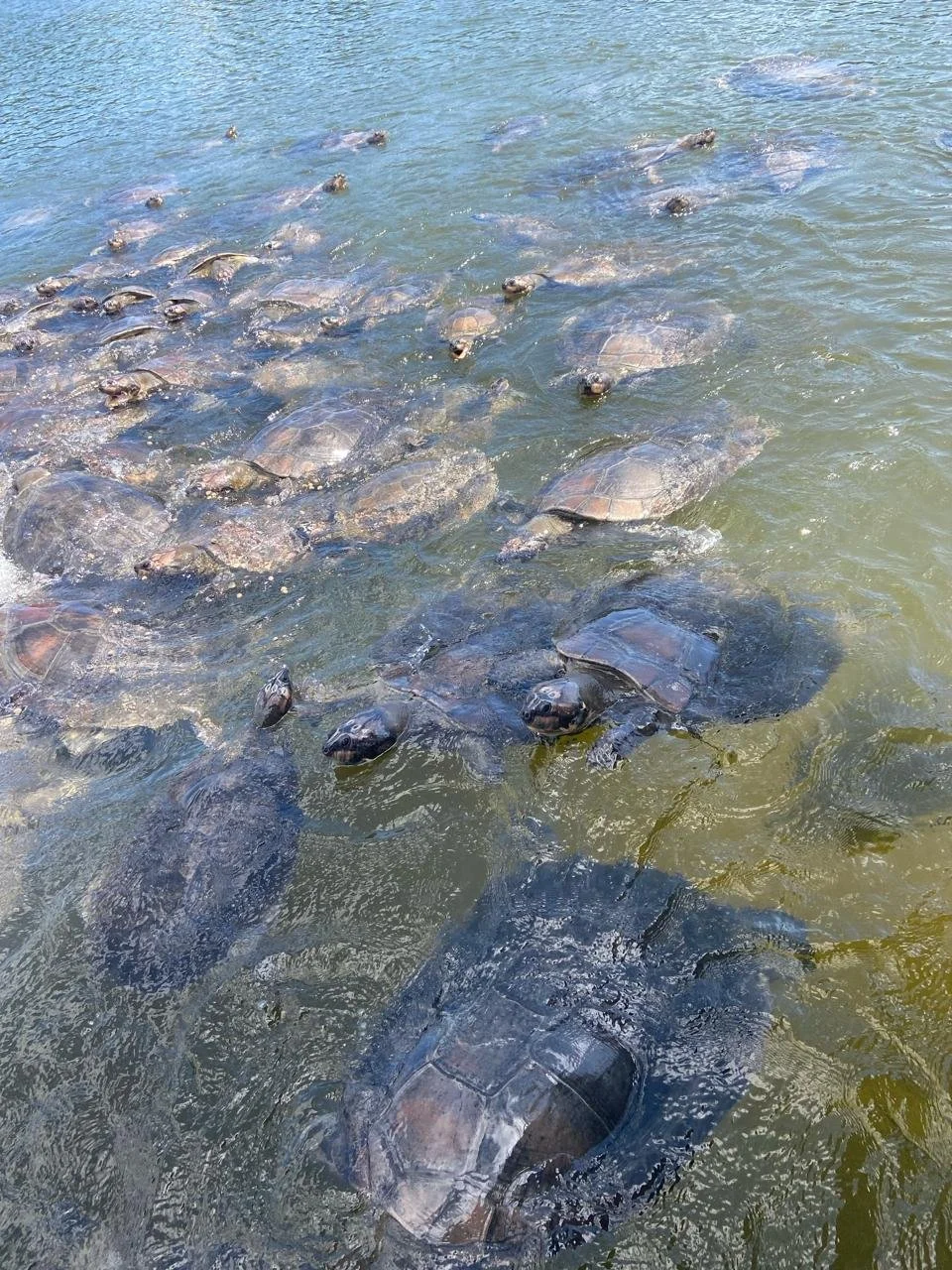 Aviso de pauta: soltura de Quelônios em Coroca terá mais de 1.500 Tartarugas devolvidas à natureza