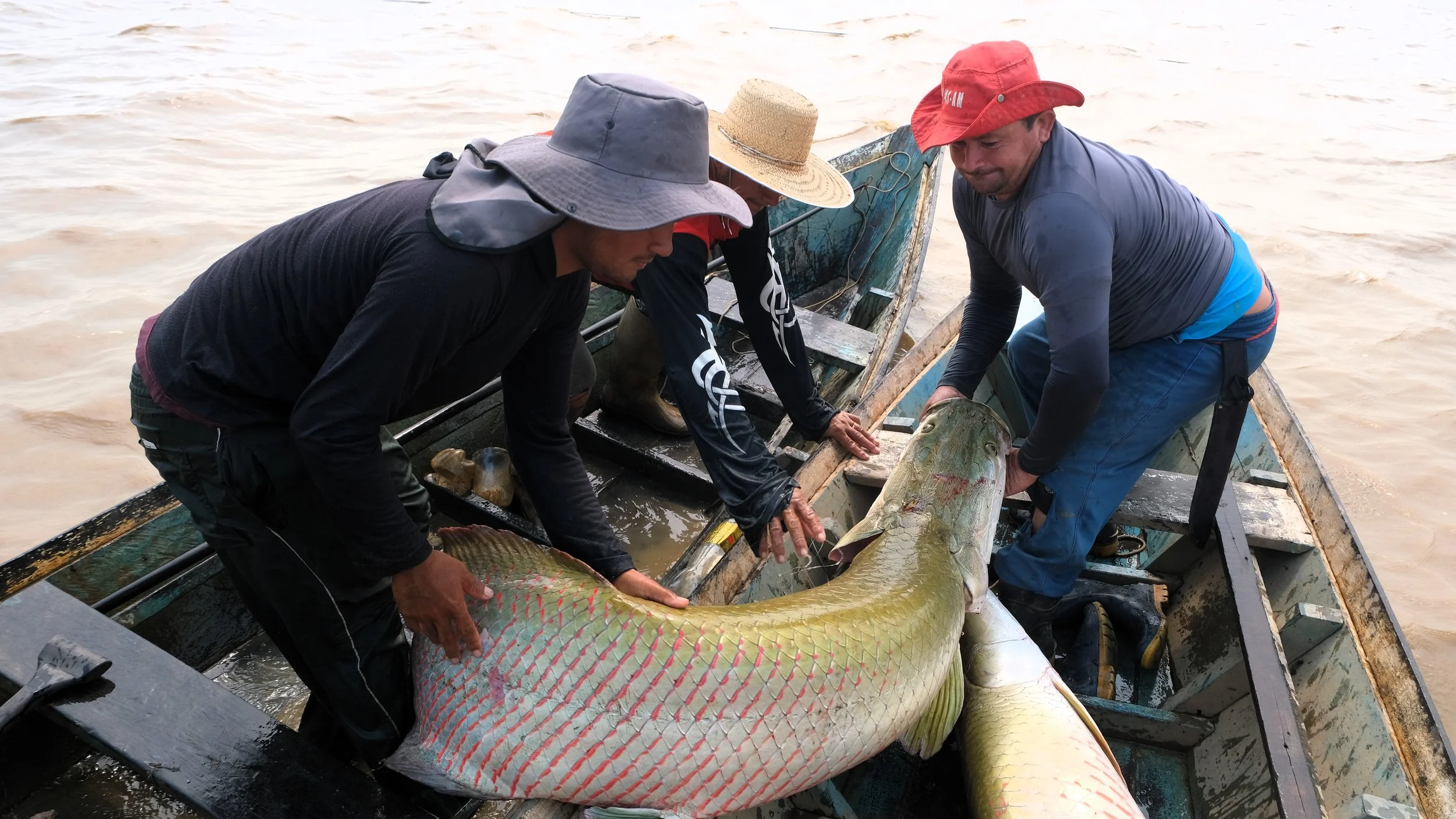 Manejo do pirarucu segue sem regulamentação no Pará