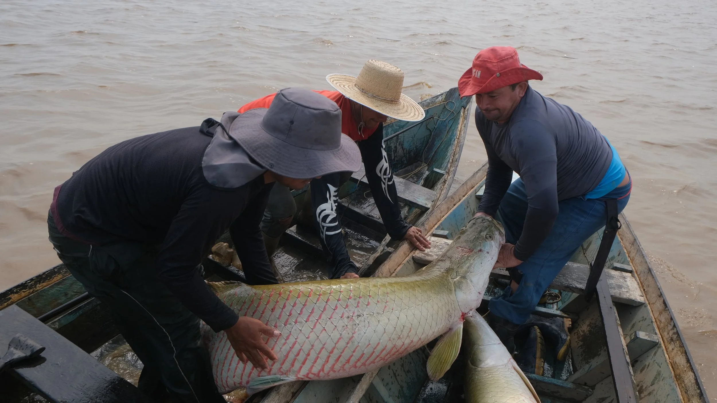 Respeito ao defeso do pirarucu resulta em manutenção de estoque e renda comunitária