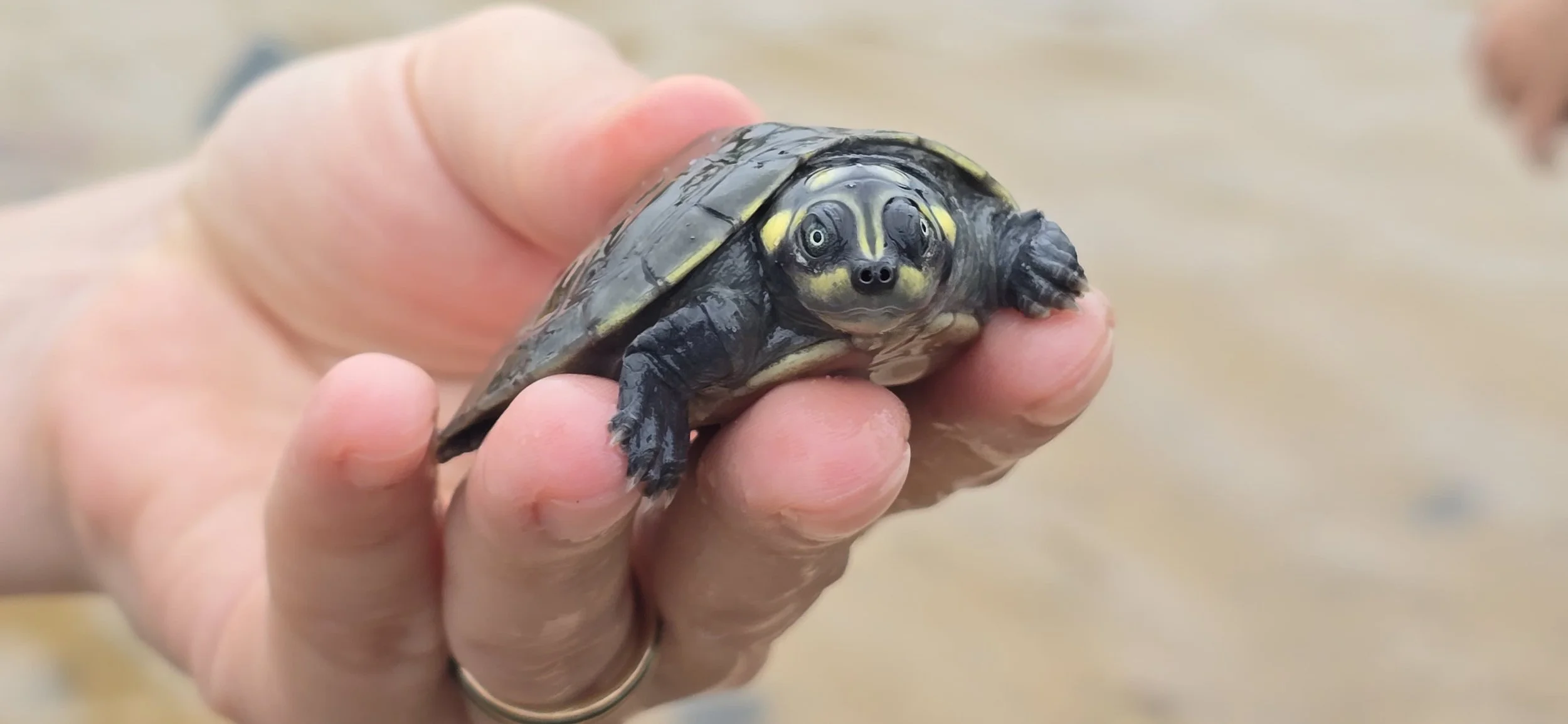 Dois mil filhotes de tartarugas são soltos em cerimônia na comunidade Coroca, Rio Arapiuns
