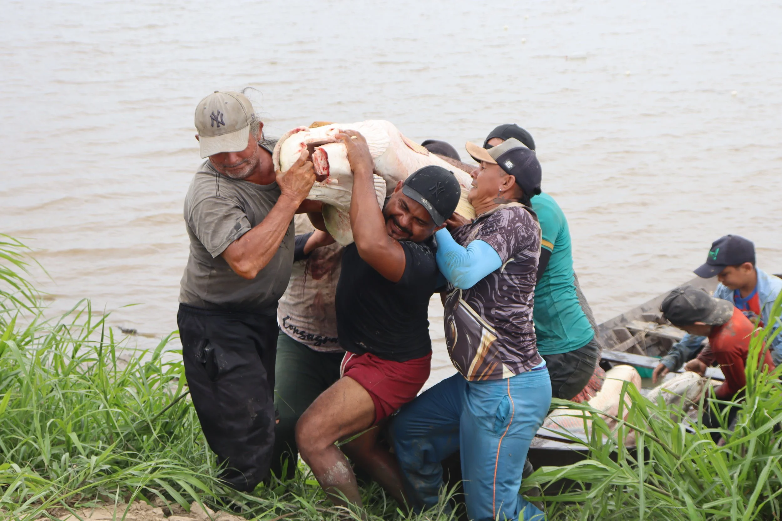 Feira do Pirarucu de Manejo celebra seis edições com valorização da conservação no PAE Tapará em Santarém