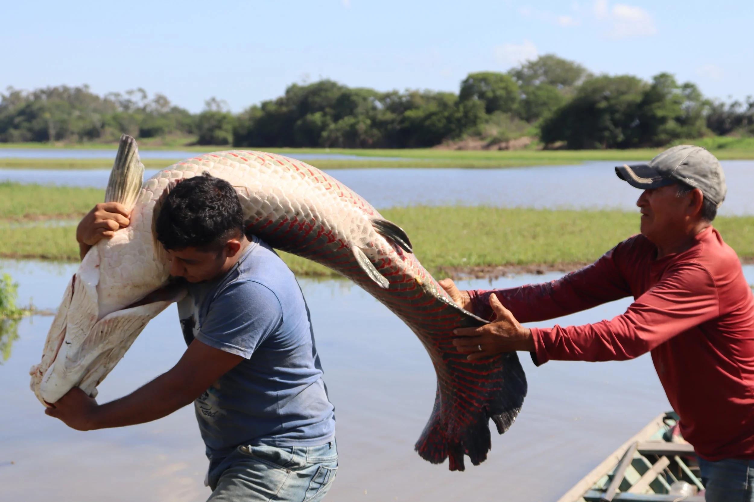 VII Feira do Pirarucu de Manejo do Pará reúne seis comunidades e oferecerá mais de duas toneladas de pescado em Santarém