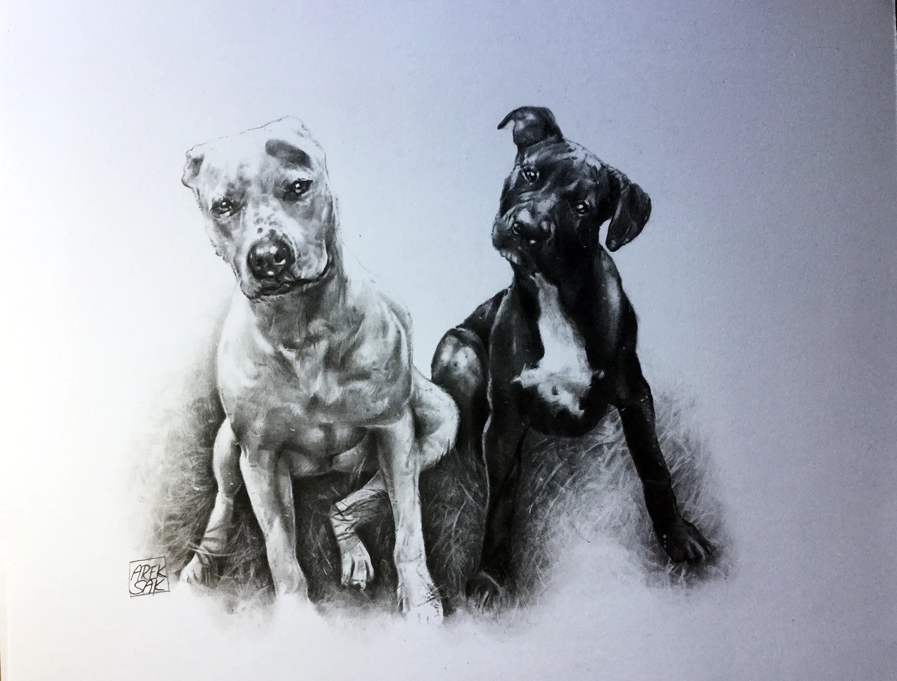 Dog portrait 