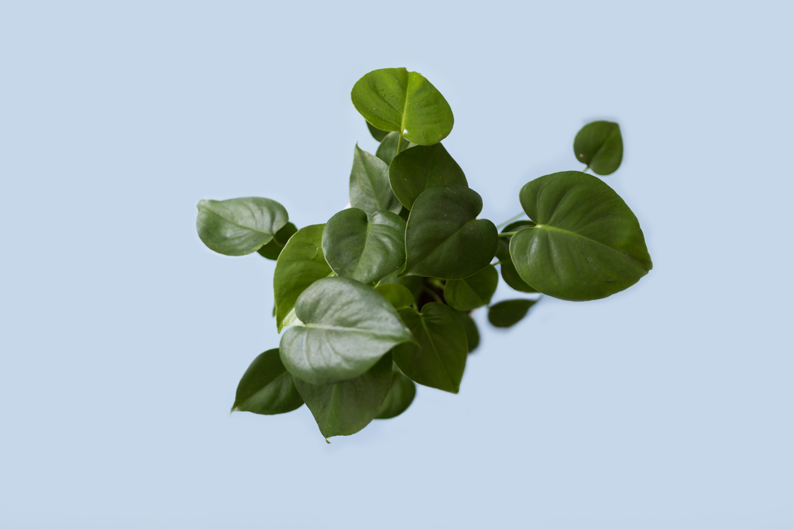 PHILODENDRON