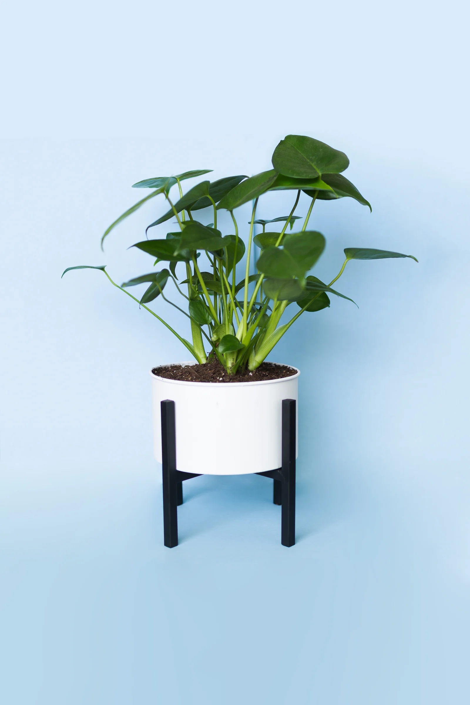 YOUNG MONSTERA DELICIOSA