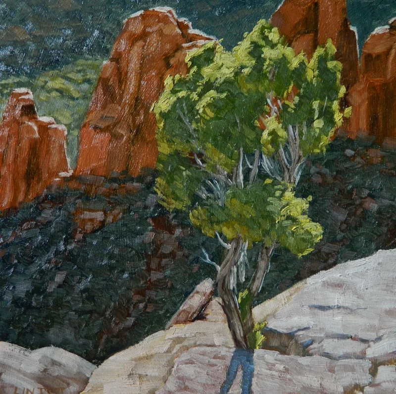 Monument Juniper- oil- 12"x12"