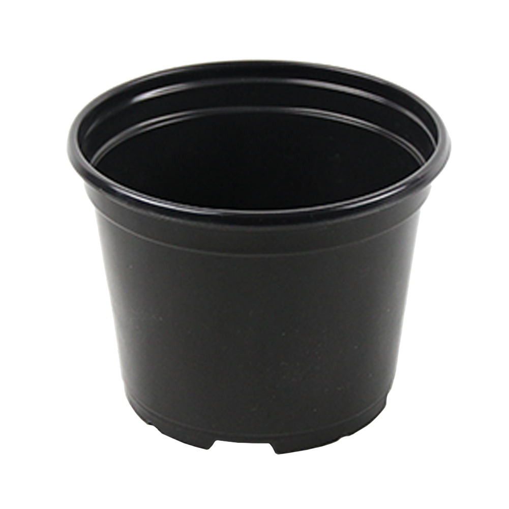 6" Pot