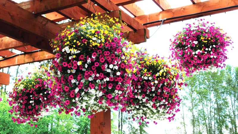 hanging-baskets.jpg
