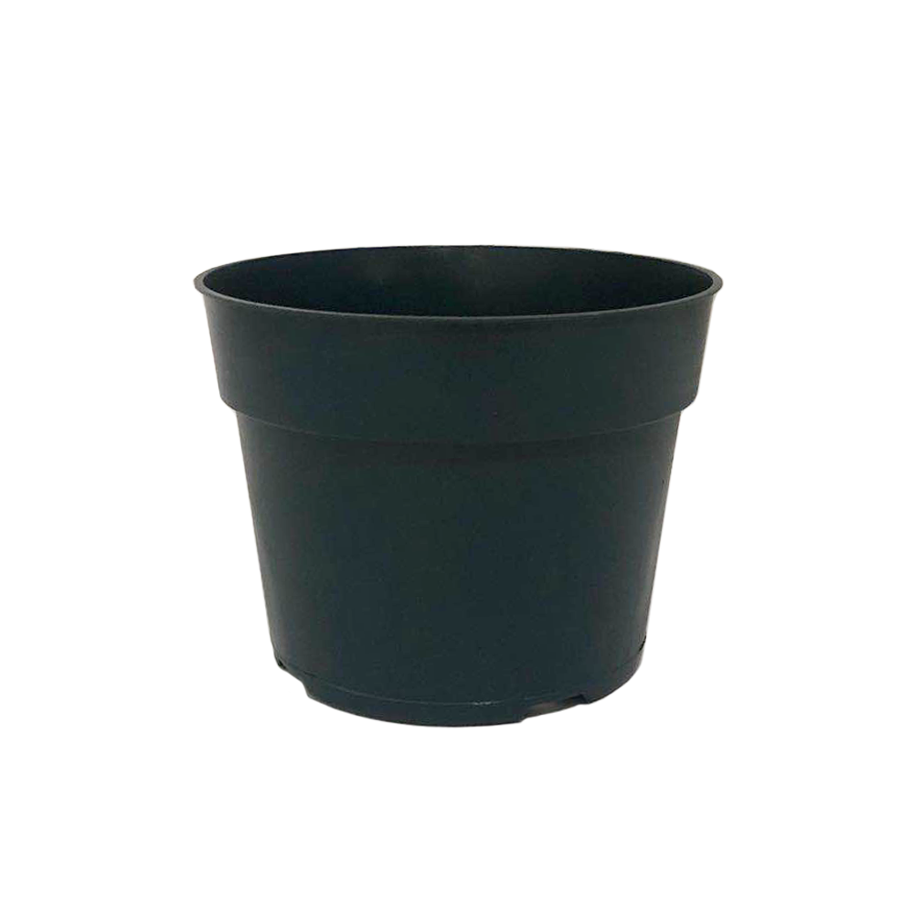 6" Pot