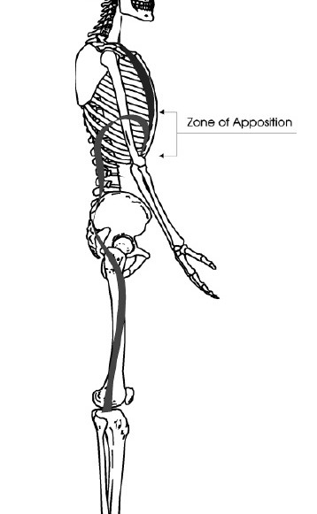  ZOA = vertical distance between rib attachment of diaphragm and the top of its dome.    