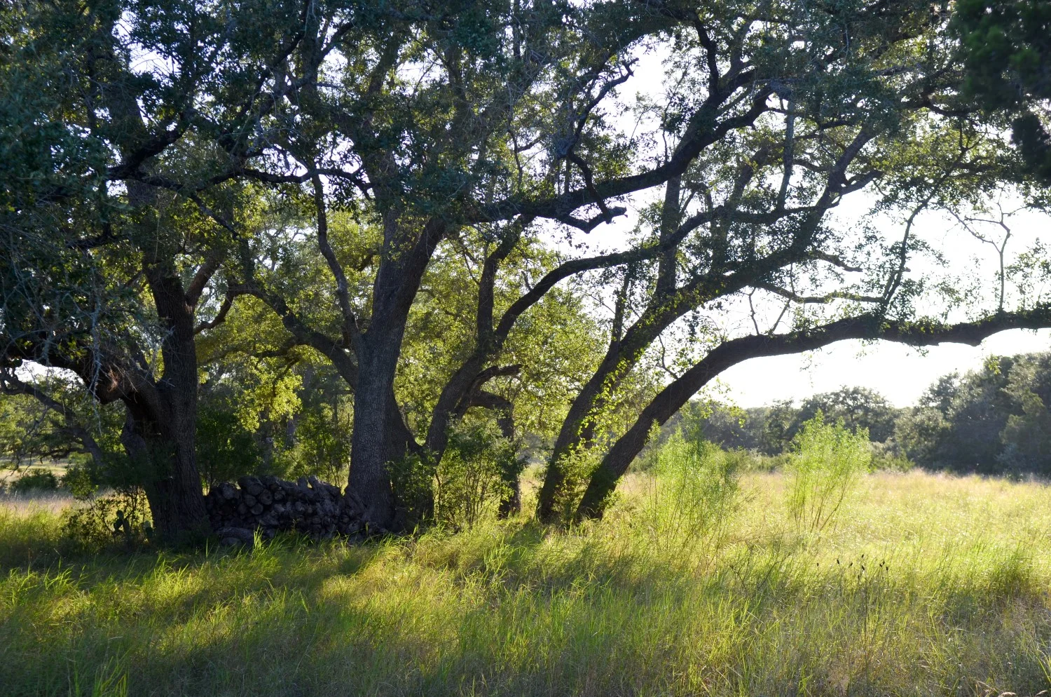 12 acres, New Braunfels — Landmark Properties