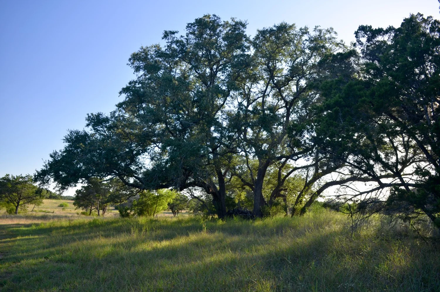 12 acres, New Braunfels — Landmark Properties