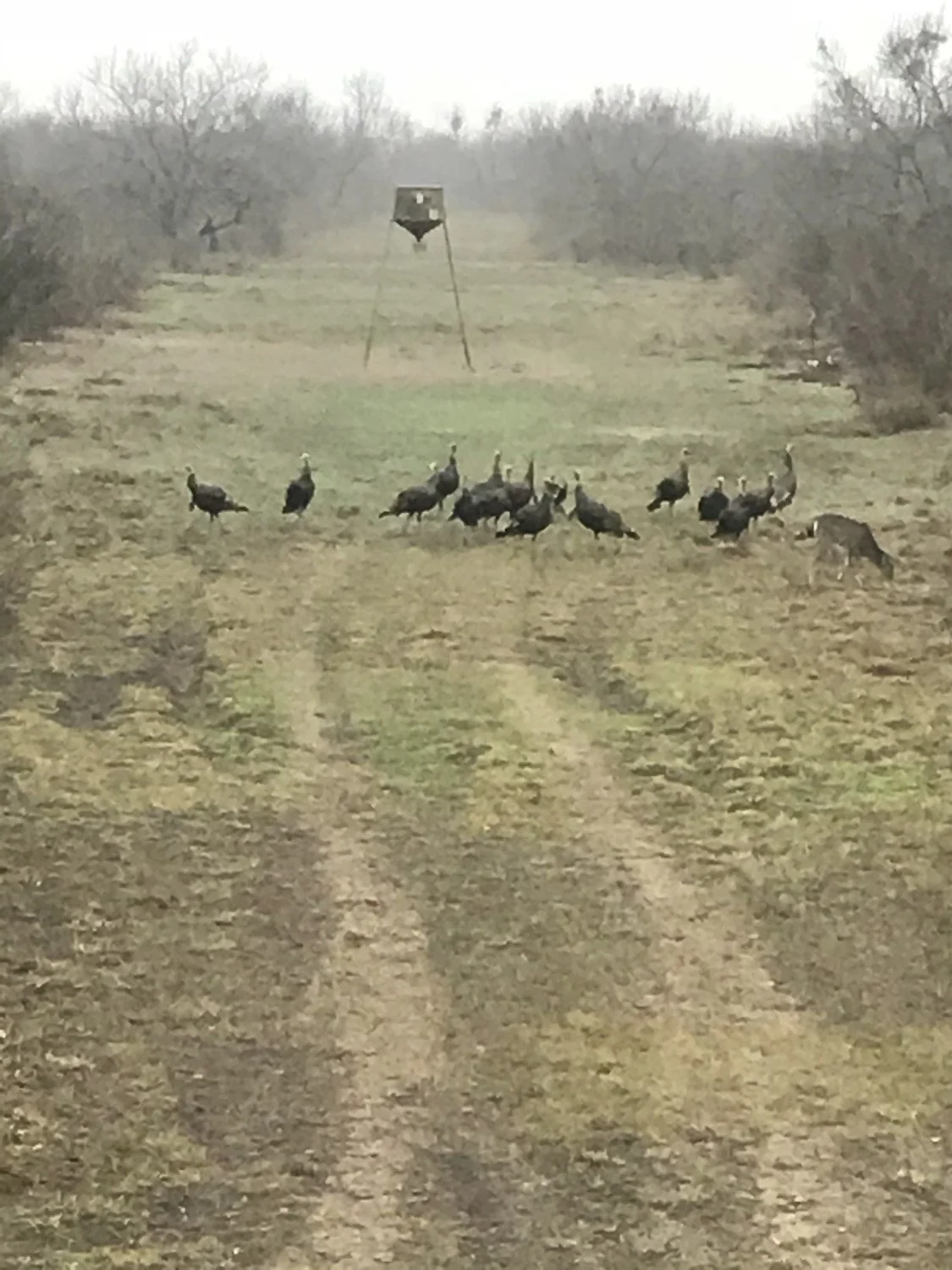 5620 Acres, Zavala County — Landmark Properties