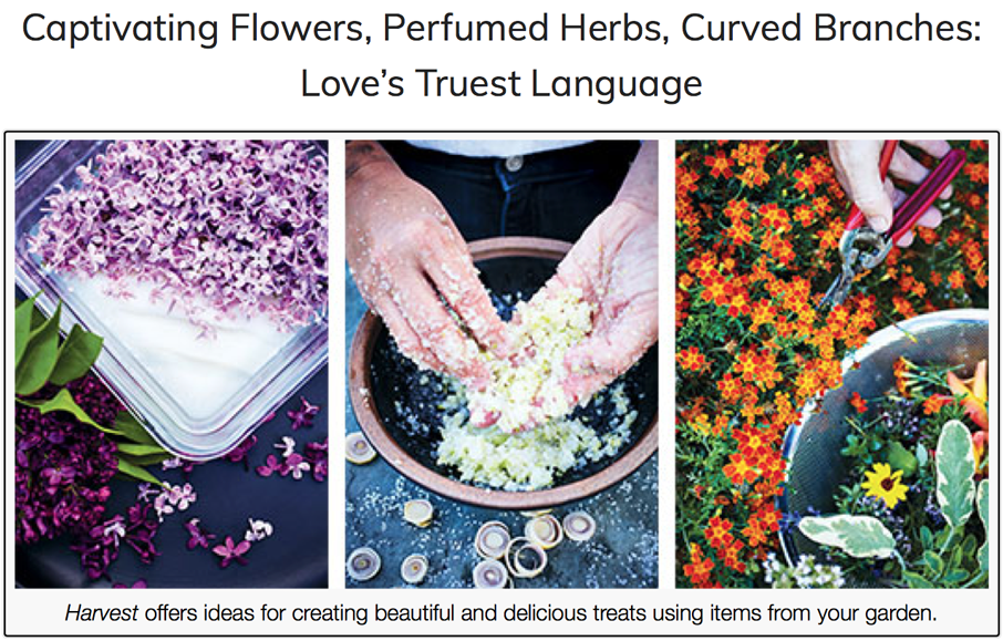 Edible East Bay praises "Harvest" and recommends the book and its recipes as perfect Valentine's Day surprises