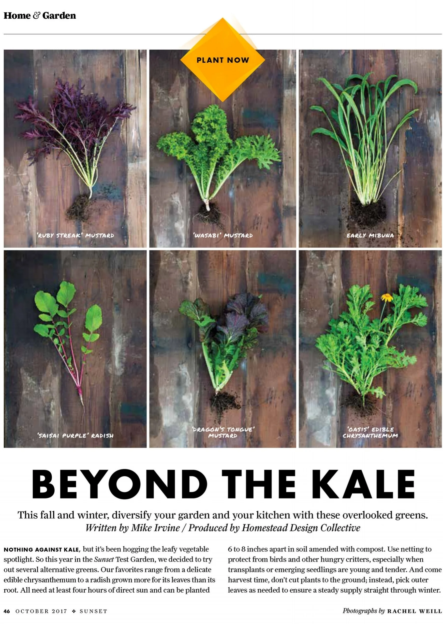Homestead filled the Sunset Test Gardens with favorite overlooked leafy greens for the fall + winter garden