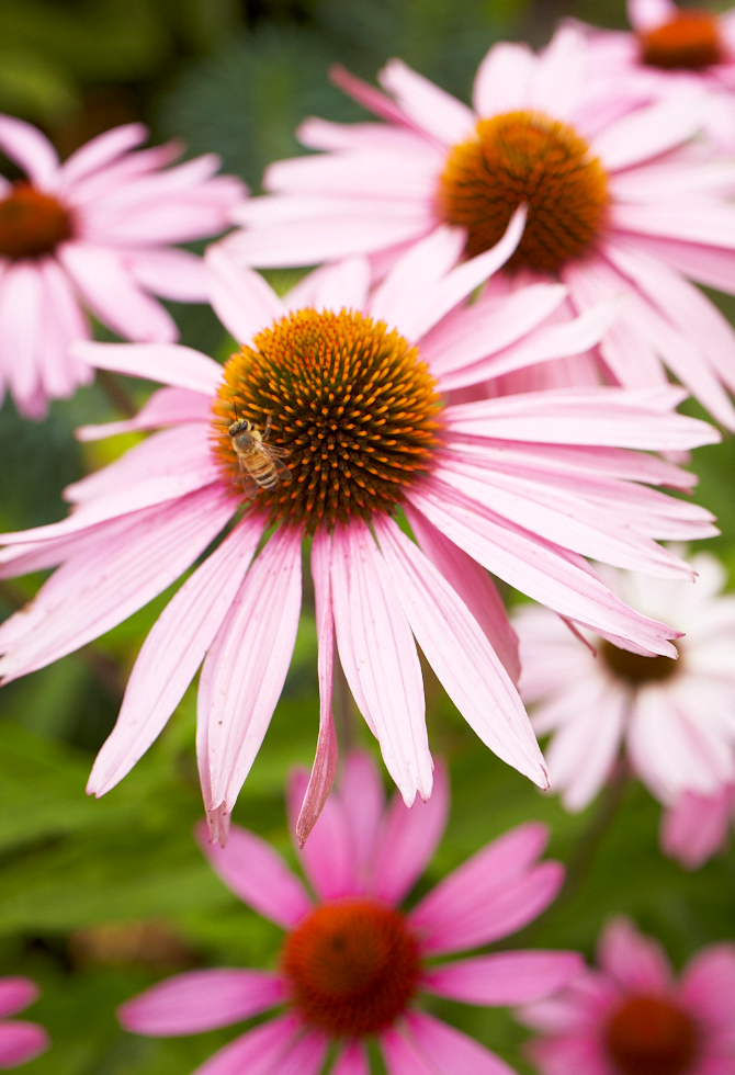 Harvest Named One of Time Magazine's 16 Favorite Coffee Table Books for the Summer