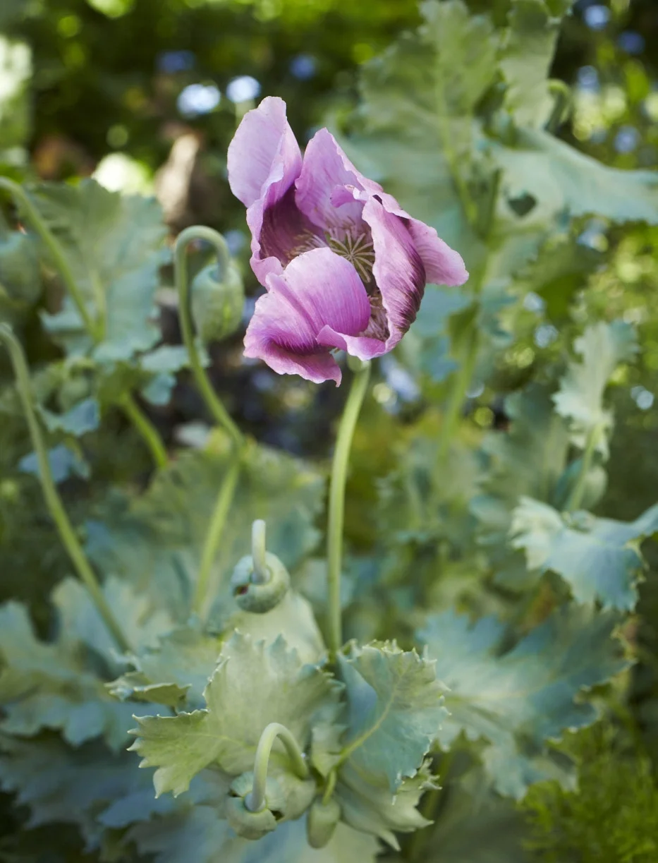Food52 teams up with alethea and stefani to explore how to grow, eat, and utilize eight remarkable edible flowers