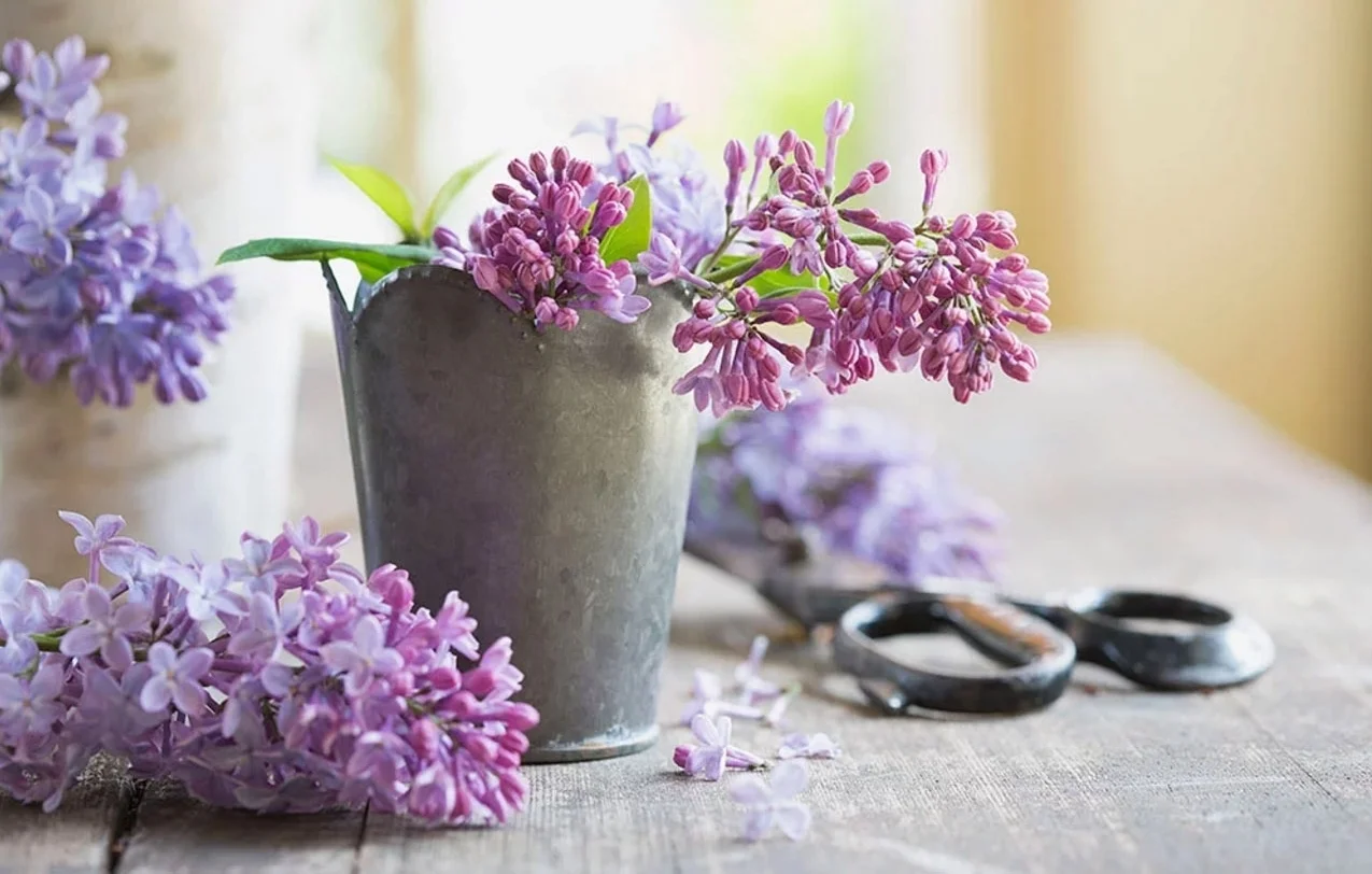 Organic Life highlights well-loved cocktail, cheese, skincare, and floral arrangement recipes from HARVEST