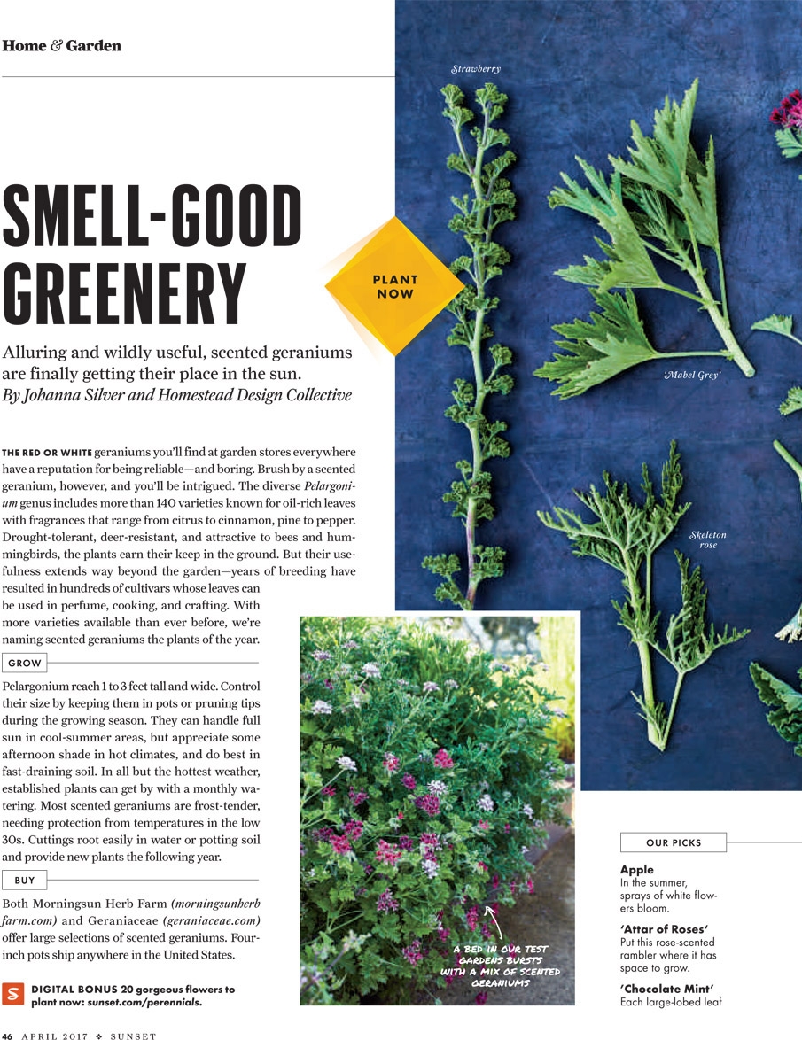 Homestead selected their favorite scented geranium cultivars for the April issue of Sunset Magazine