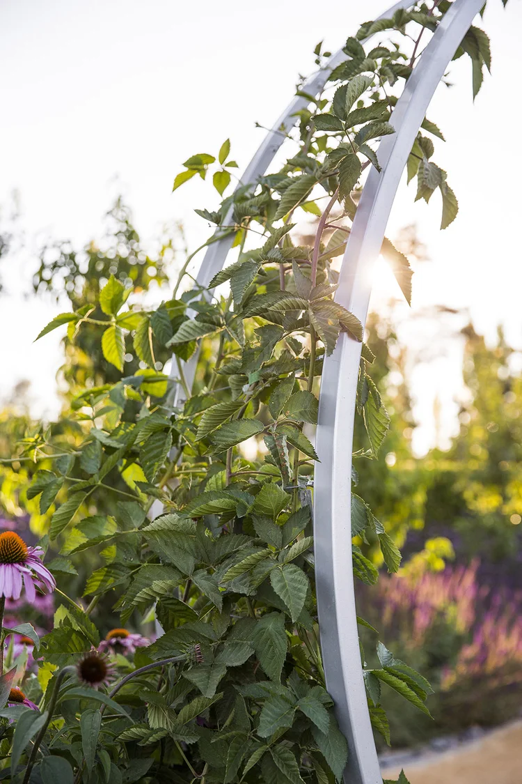 Sunset Magazine’s Test Garden — Homestead Design Collective
