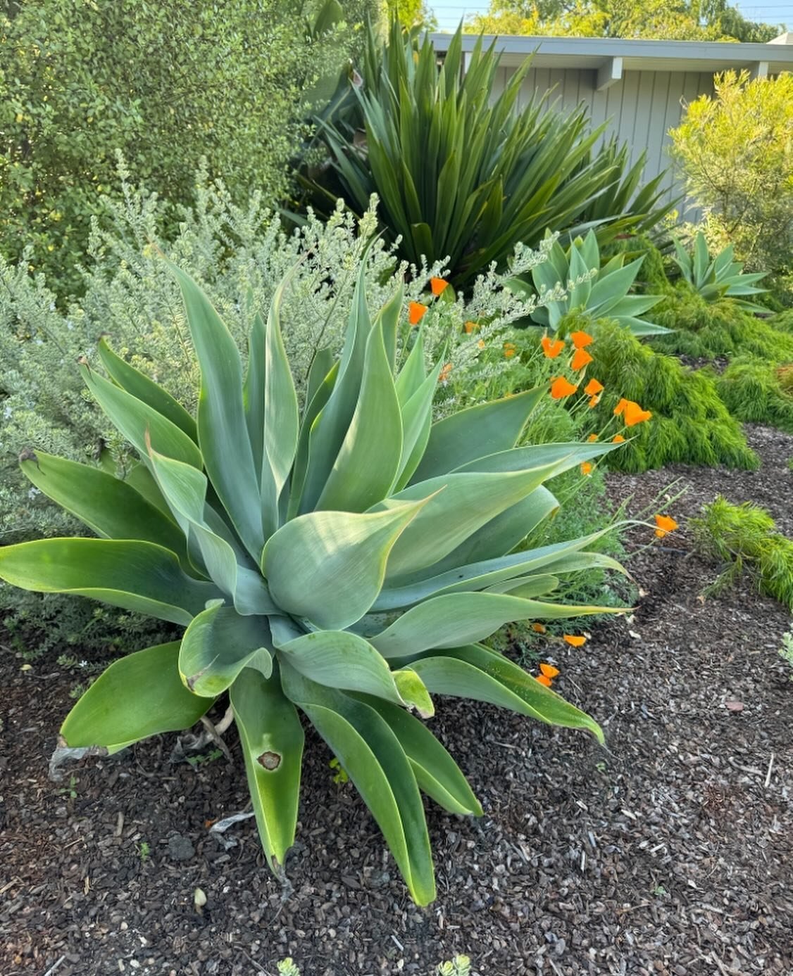 Happy Earth Day from this water wise, spring loving agave attenuata in Palo Alto. This area was a lawn over a year ago and the new planting has slashed the water bill while still providing bounty for the table in back. Smart water is better than no w