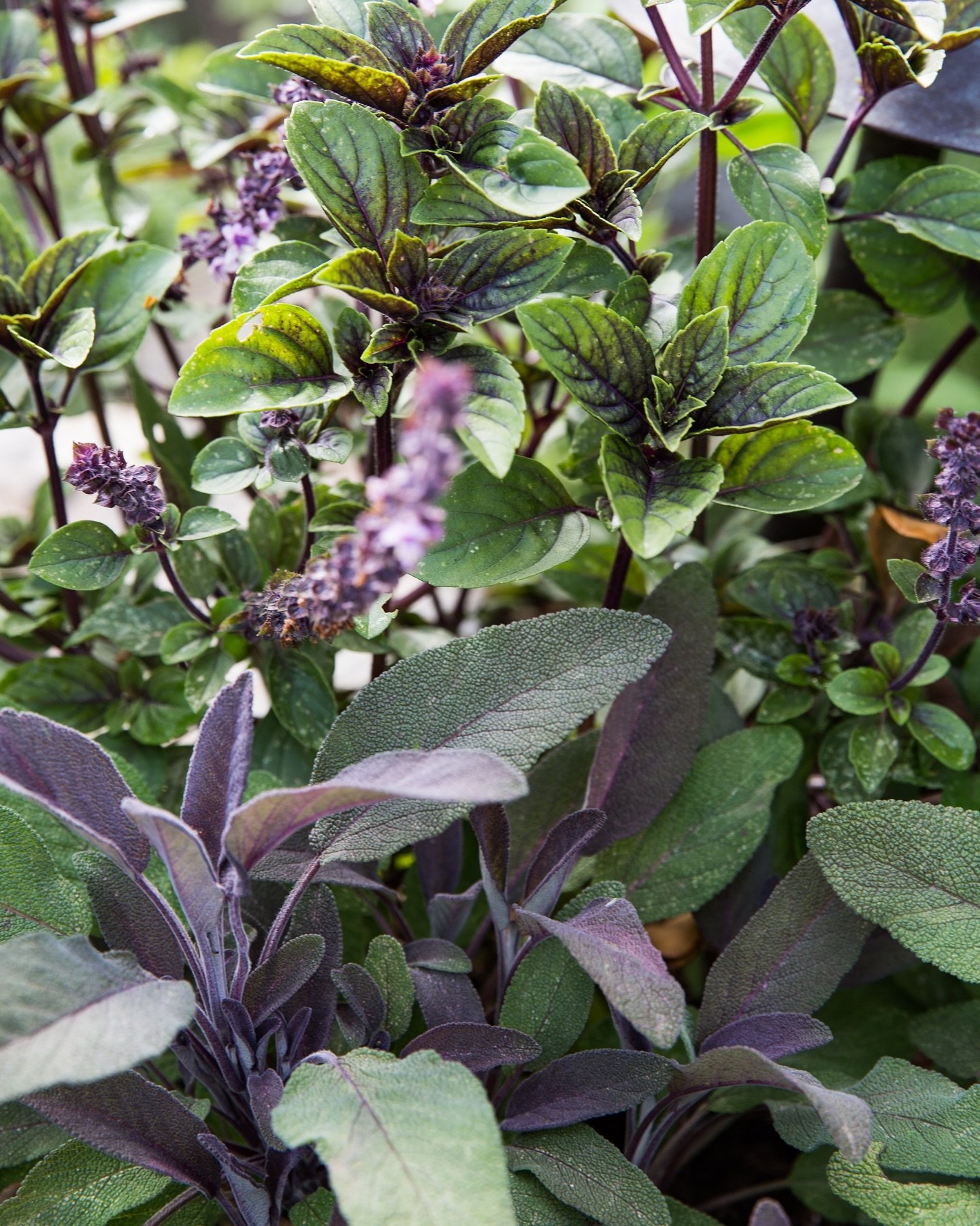 Purple sage &amp; Mountain Magic flowering basil in the fragrant edible garden.