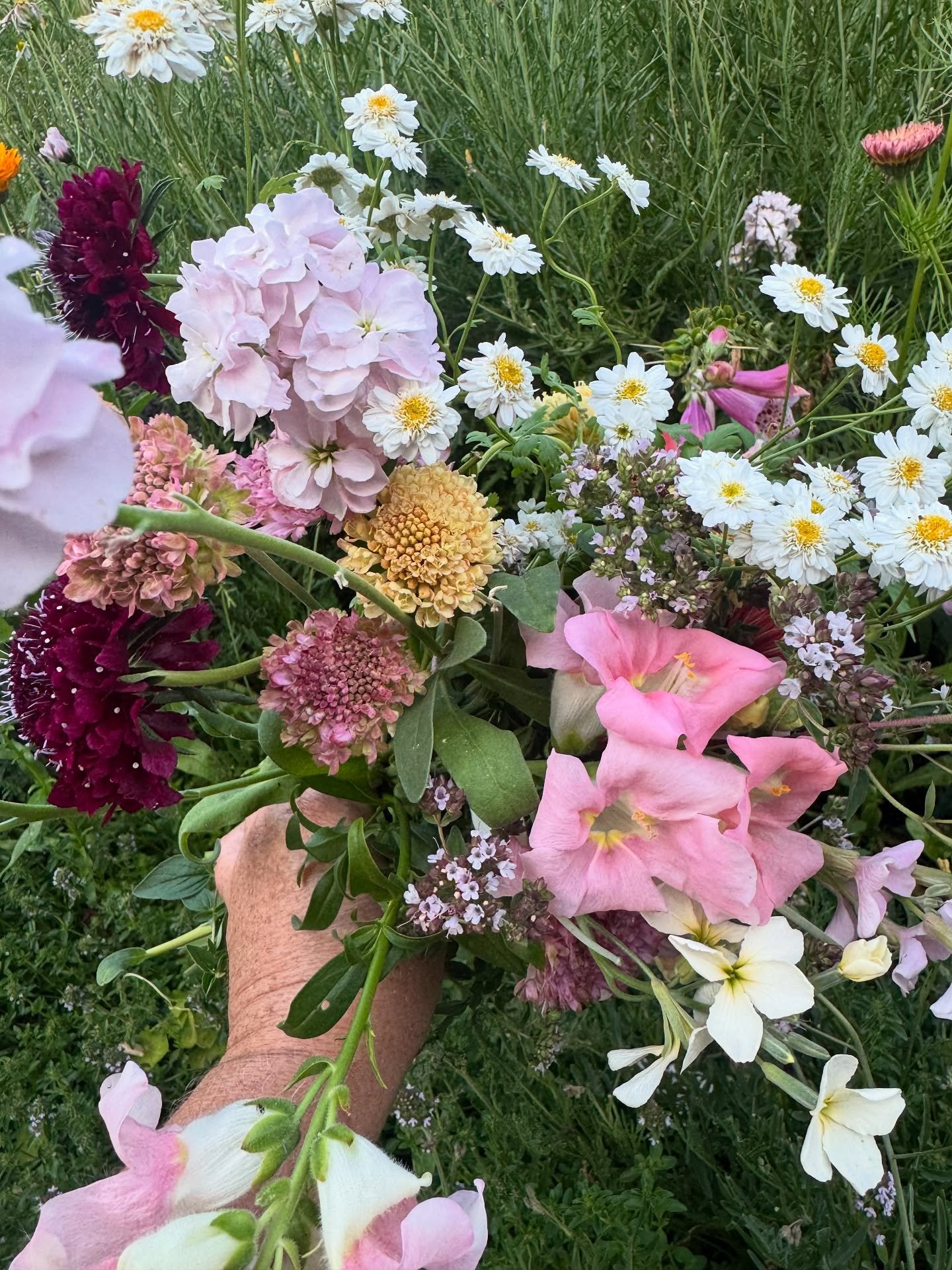 Summer blooms from the cut flower garden.