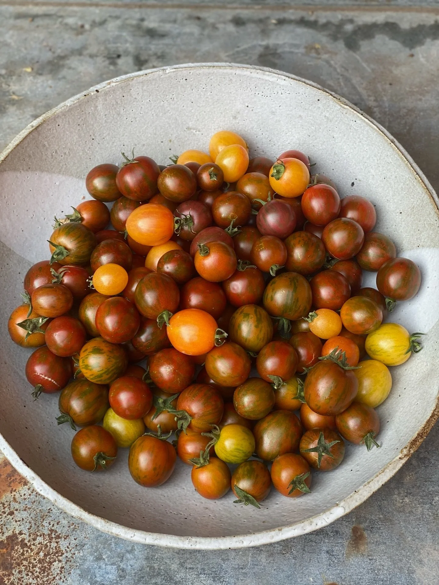 We are hitting peak tomato season here! If you are looking for some inspiration or tools for preserving your harvest join @soulfoodfarm, @morningsun_herb_farm &amp; @homesteaddesigncollective for a tomato harvest celebration on September 3rd! We&rsqu