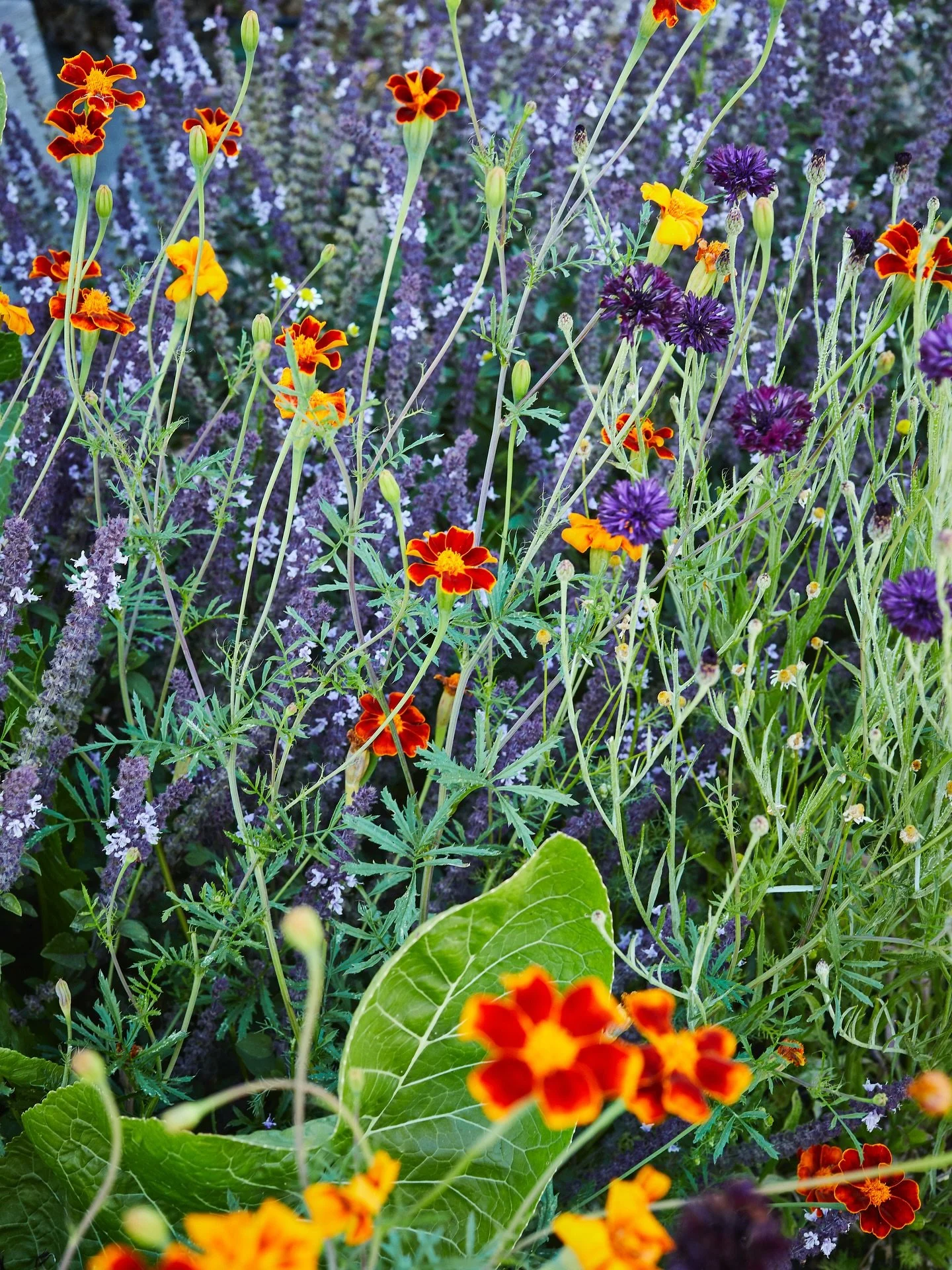 Join us for our free community seed swap at @soulfoodfarm this Saturday from 10am -1 pm! Sharing seeds is a beautiful way to cultivate plants, foster friendships, and build community. We will be sharing some really special seeds - including the hard 